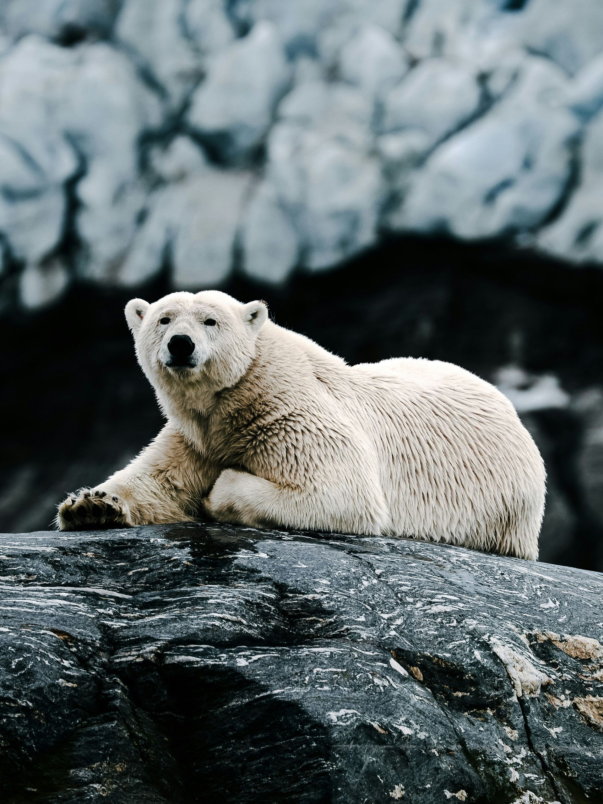 Polar bear resting on a rock, looking at the viewer. Against a backdrop of ice and shadow in Svalbard, Norway.