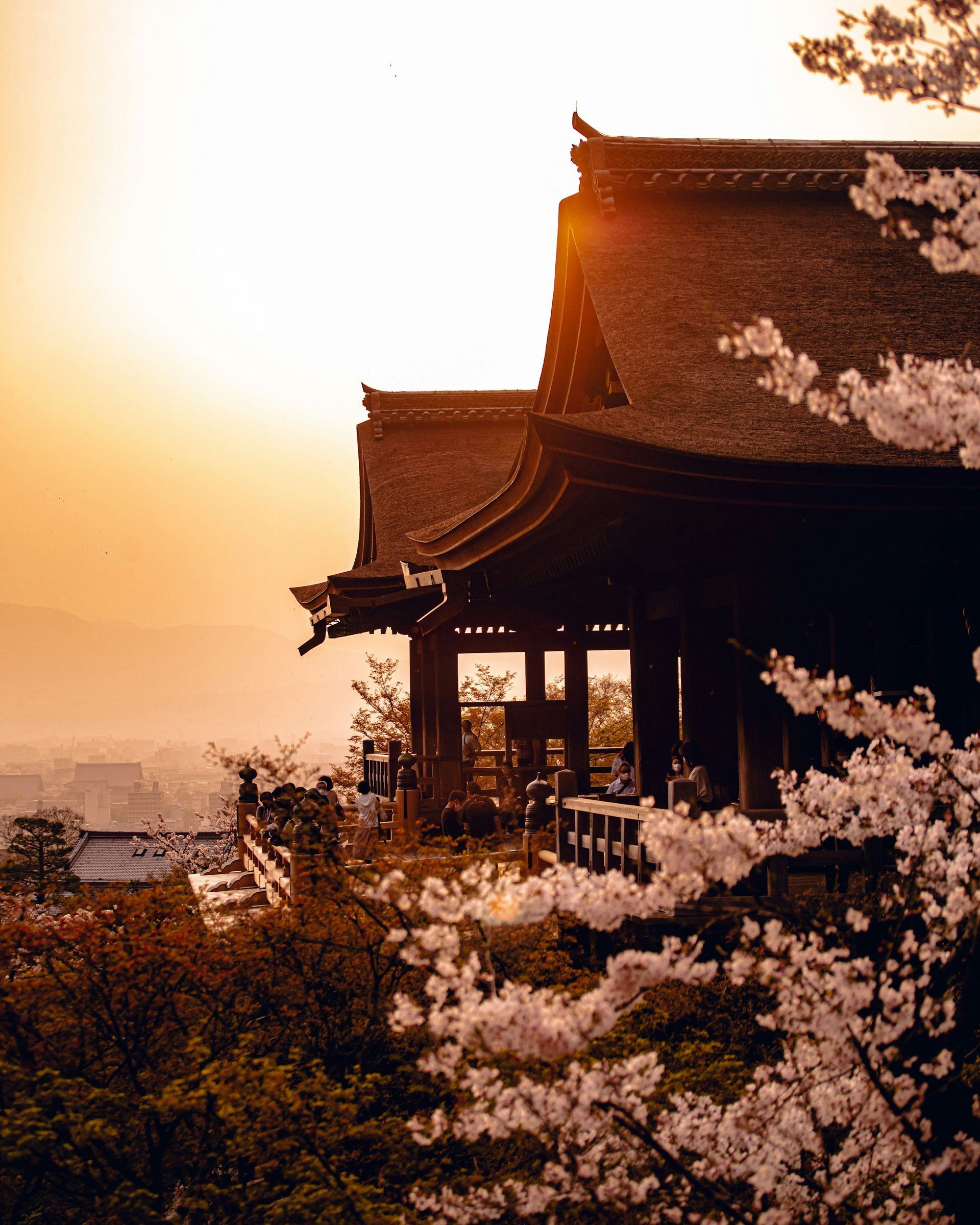 Japanese temple at sunset, framed by cherry blossoms, overlooking Kyoto, Japan.