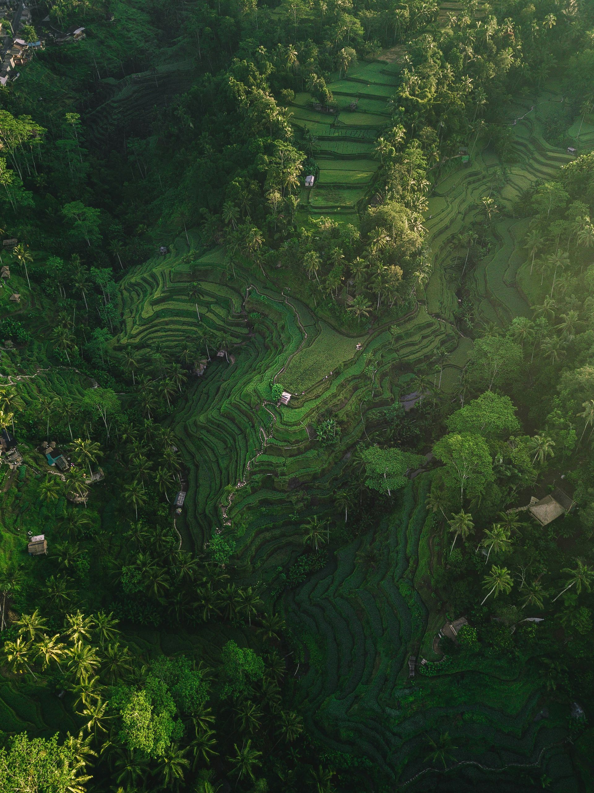 An aerial view of a lush rice field in Ubud, Bali.