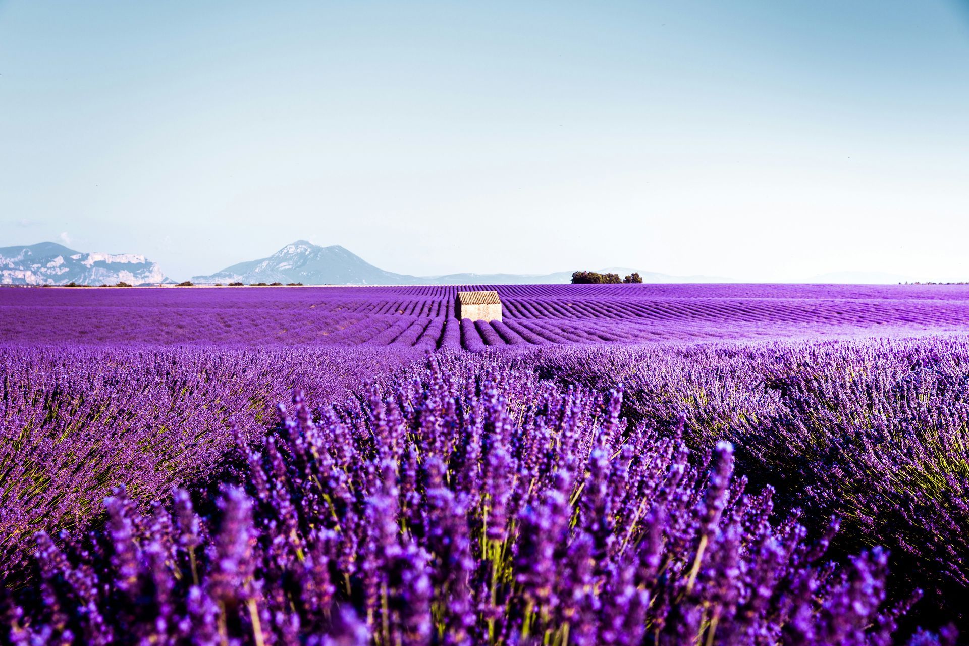 A field of purple lavender flowers with mountains in the background at Valensole Plateau in Provence, France.