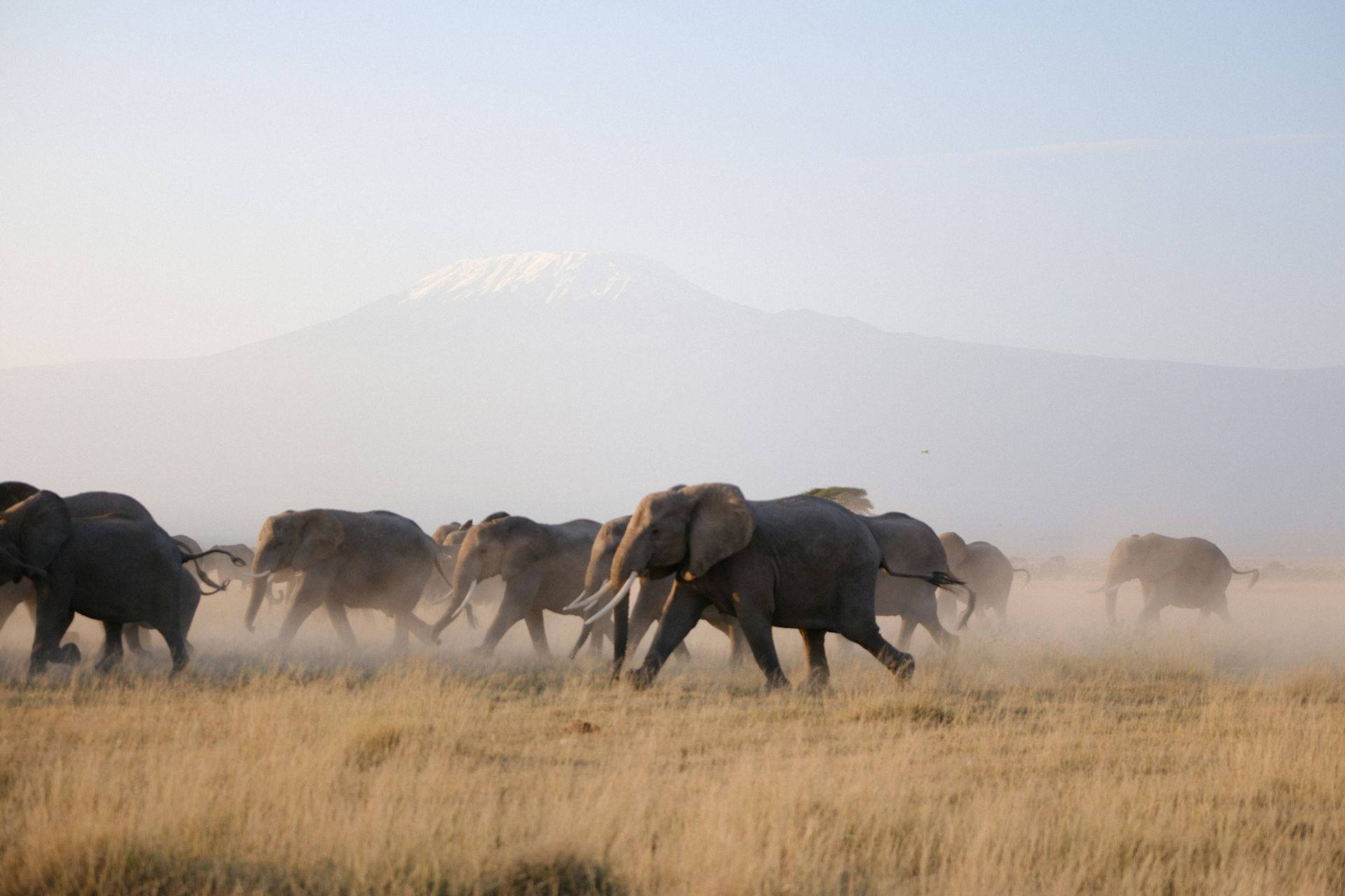 Elephants crossing a savanna, Mount Kilimanjaro in the background in Amboseli National Park, Kenya.