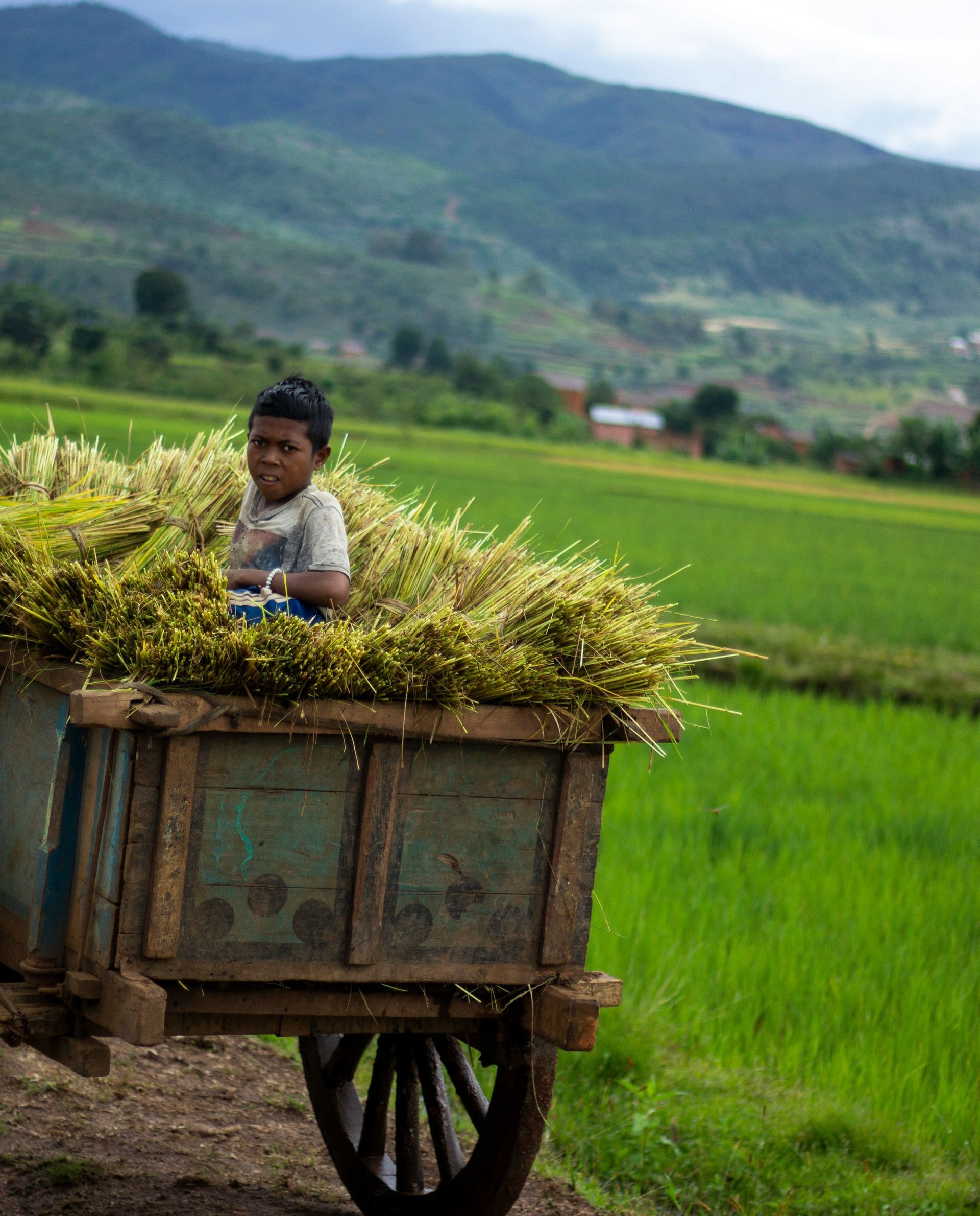 Child in a wooden cart filled with crops, in a field with mountains in Ambositra, Madagascar.