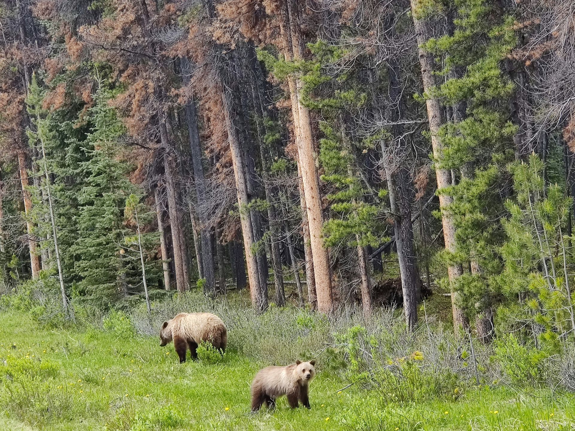 Two brown grizzly bears grazing in a grassy area in front of a forest in Jasper, Canada.