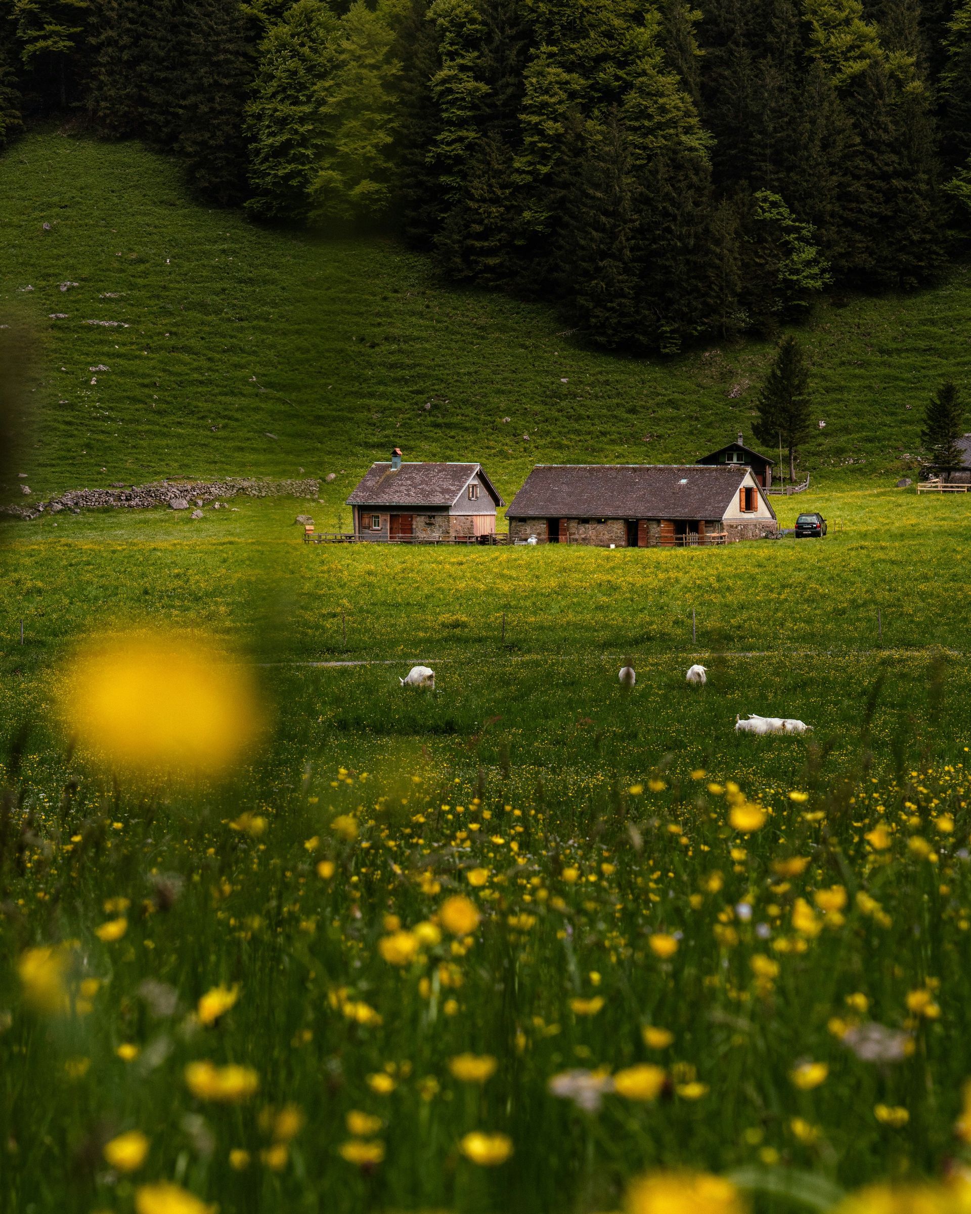 Two rustic houses in a green meadow dotted with yellow wildflowers on a hillside in Schwende, Switzerland.