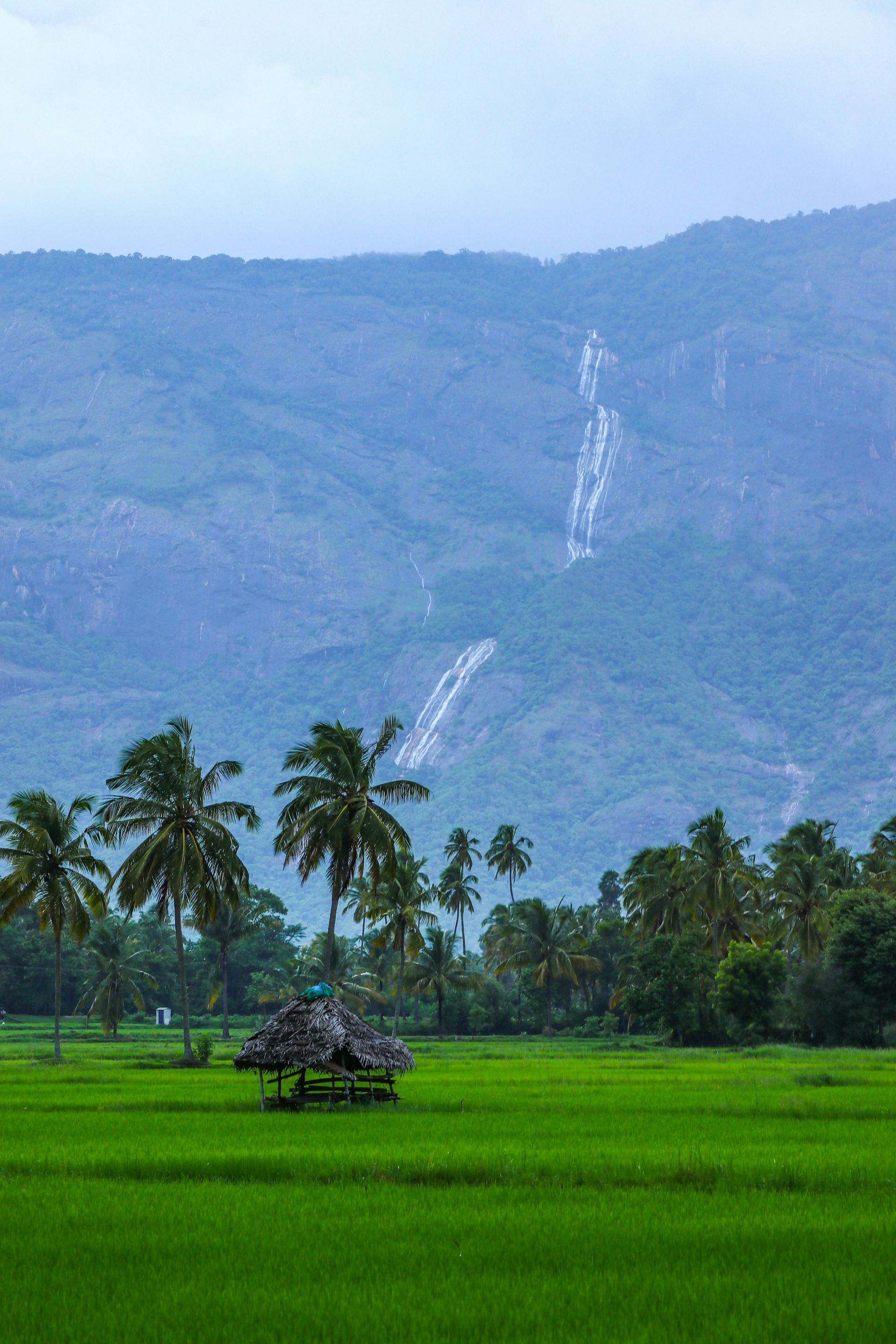 Lush green rice field with palm trees and a small hut in front of a mountain with waterfalls in Kerala, India.