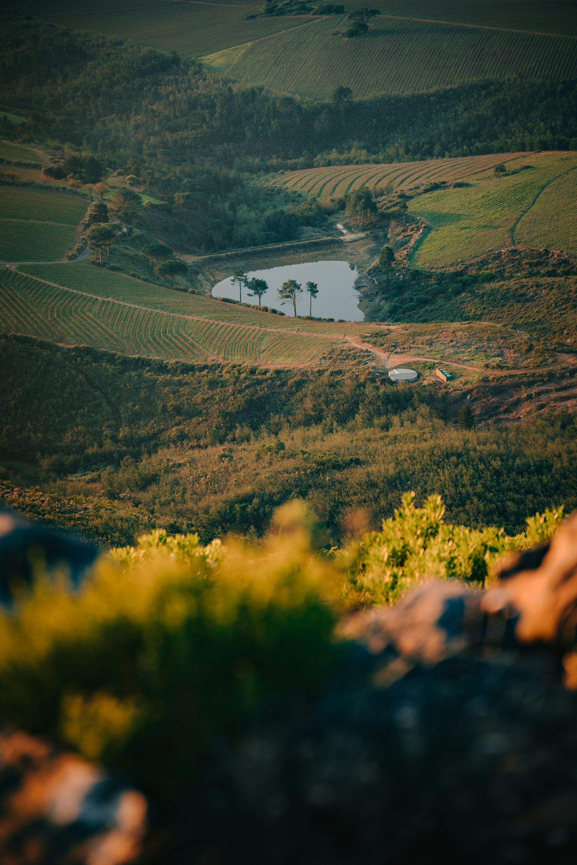 View of a small lake surrounded by green vineyards and fields and hills in Stellenbosch, South Africa.