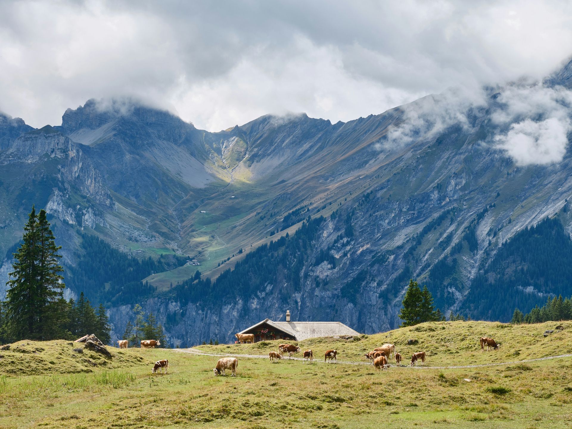 Cows graze in a green field below a wooden hut with mountains in the background in Kandersteg, Switzerland.