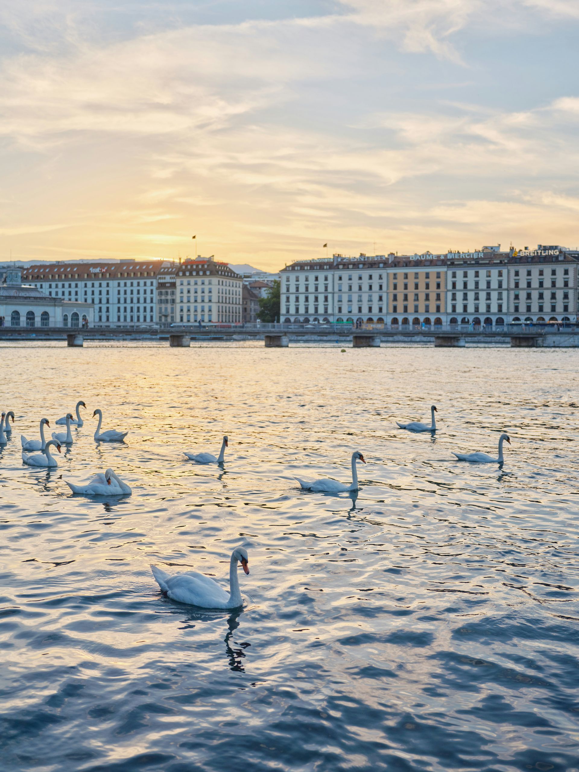 Swans swim on a lake in Geneva, Switzerland, with buildings in the background under an orange sunset.