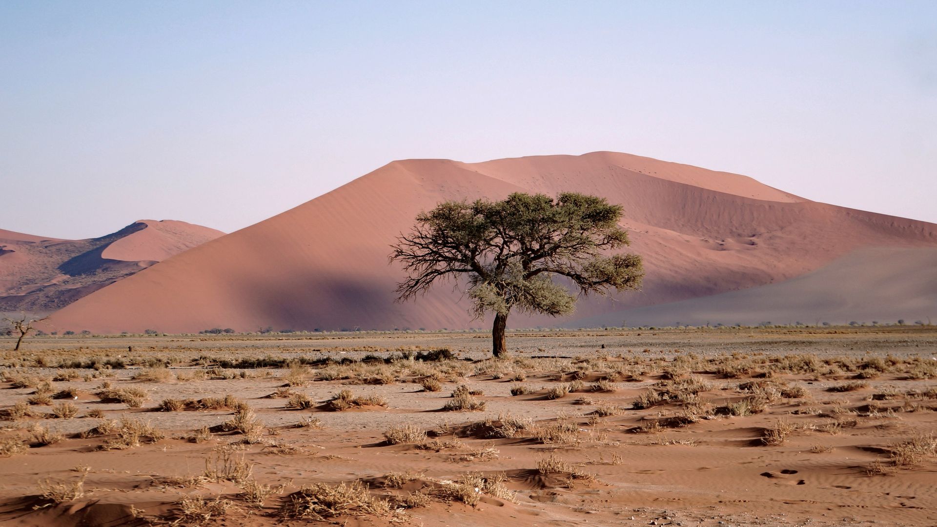 Lone tree in arid landscape, with red sand dunes in the background in the Namib Desert, Namibia.