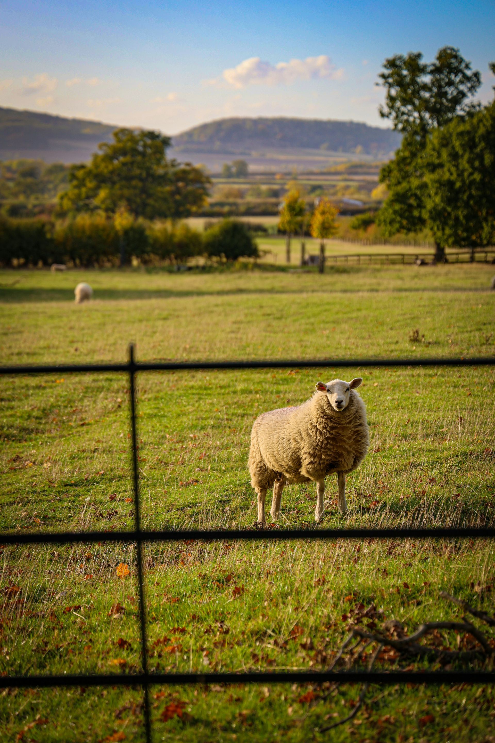 Sheep standing in a green field, with a fence in front. Rolling hills and trees in the distance in the Cotswolds, England.