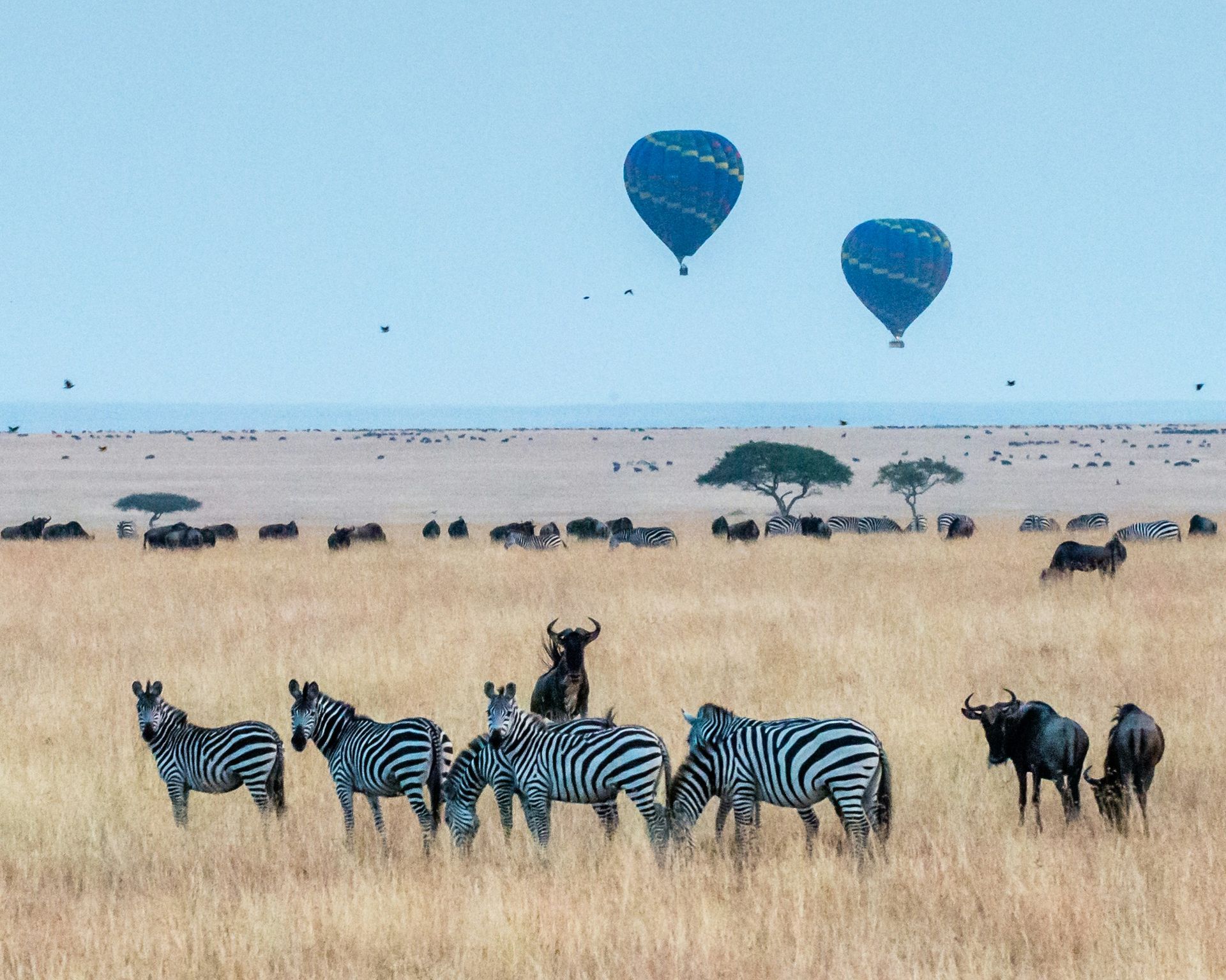 Zebras and wildebeest graze on a savanna under two hot air balloons in Maasai Mara National Reserve, Kenya.