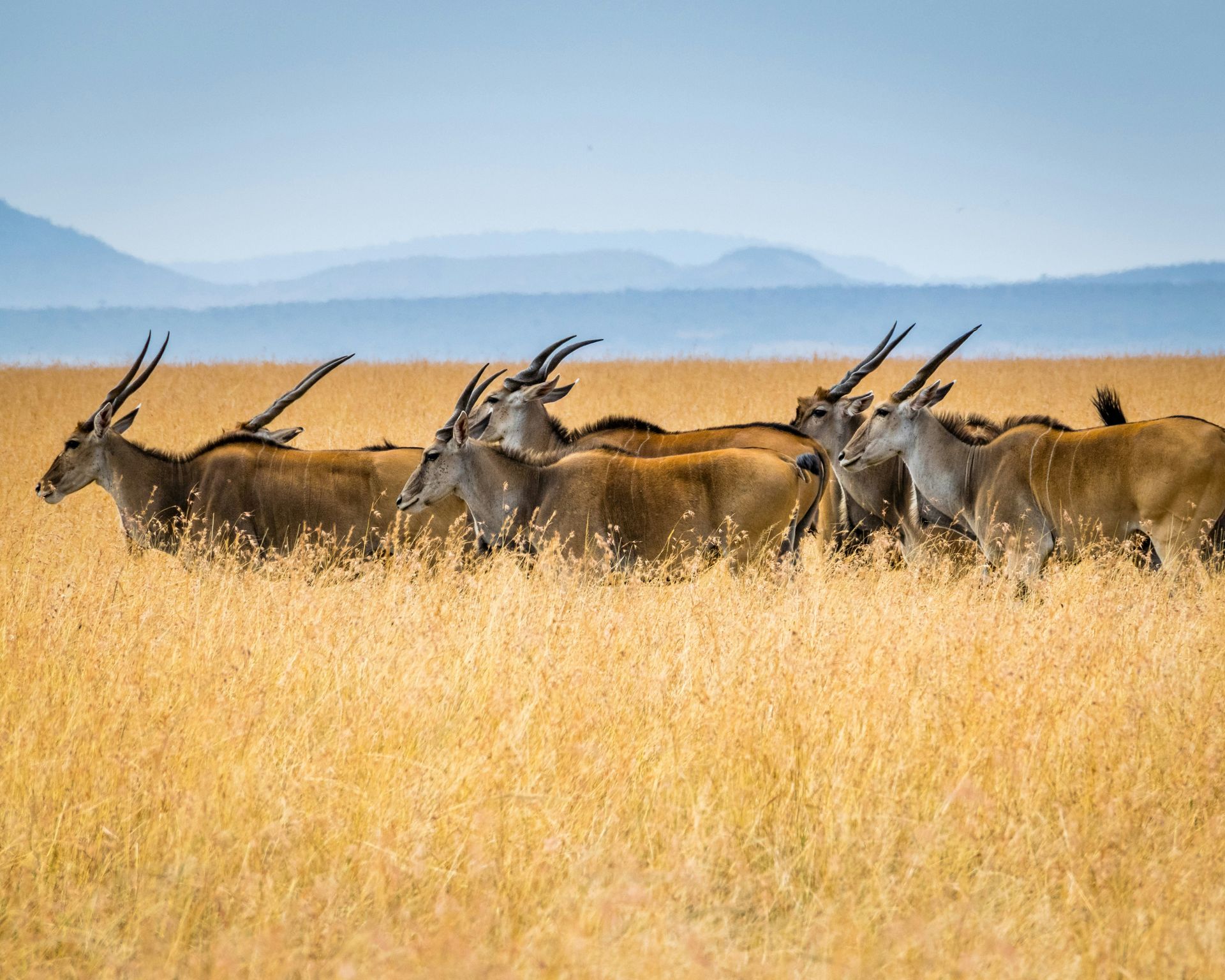 Herd of elands with large horns in golden savanna grass in Maasai Mara National Reserve, Kenya.
