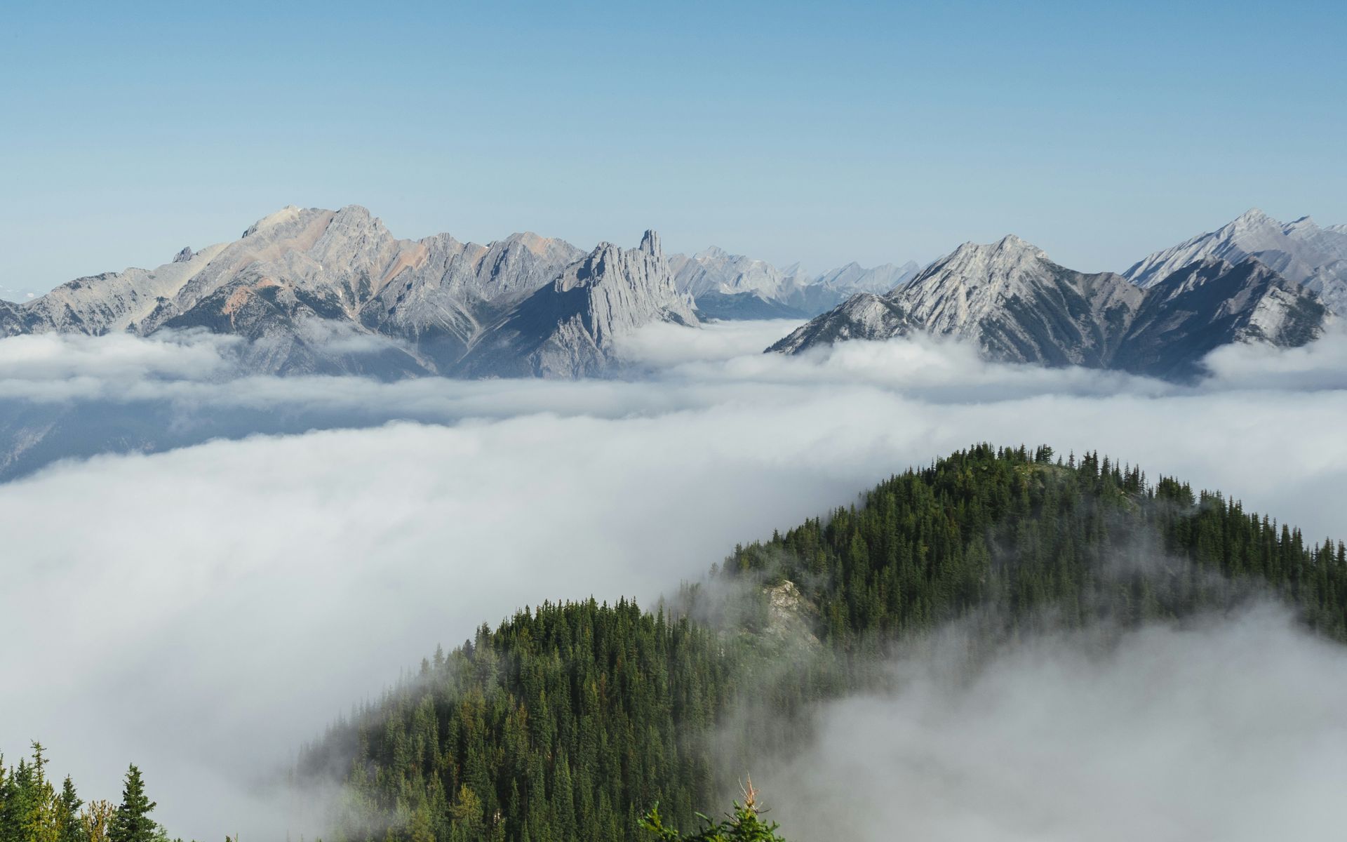 Mountain peaks emerging from a sea of clouds, with a dense forest in the foreground in Banff, Canada.