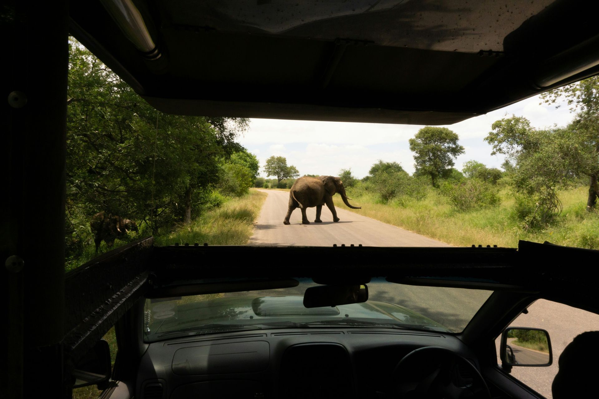 Elephant crossing road in front of vehicle on safari, viewed from inside in Kruger National Park, South Africa.