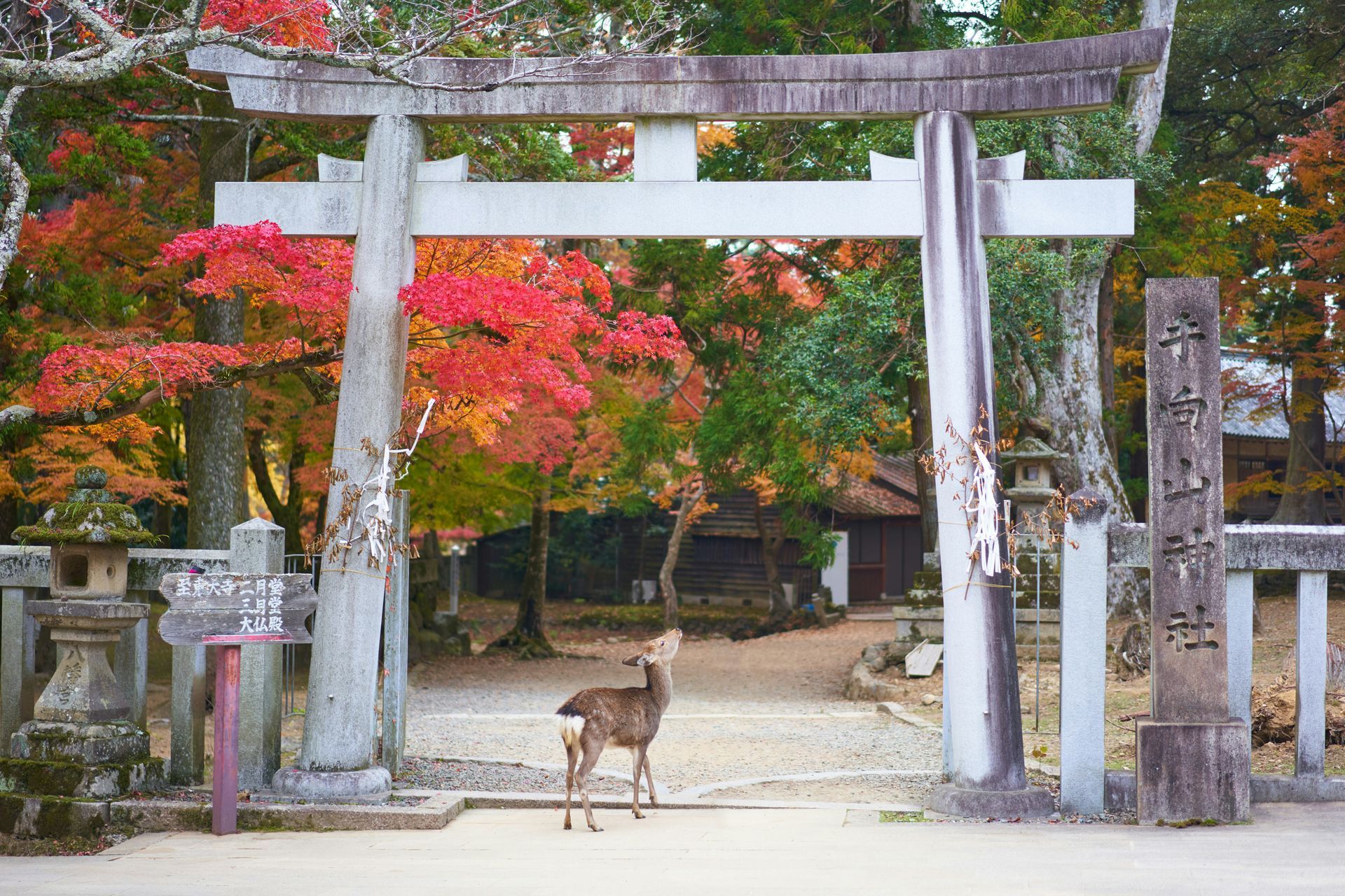 Deer standing under a traditional Japanese torii gate with autumn foliage in Nara, Japan.