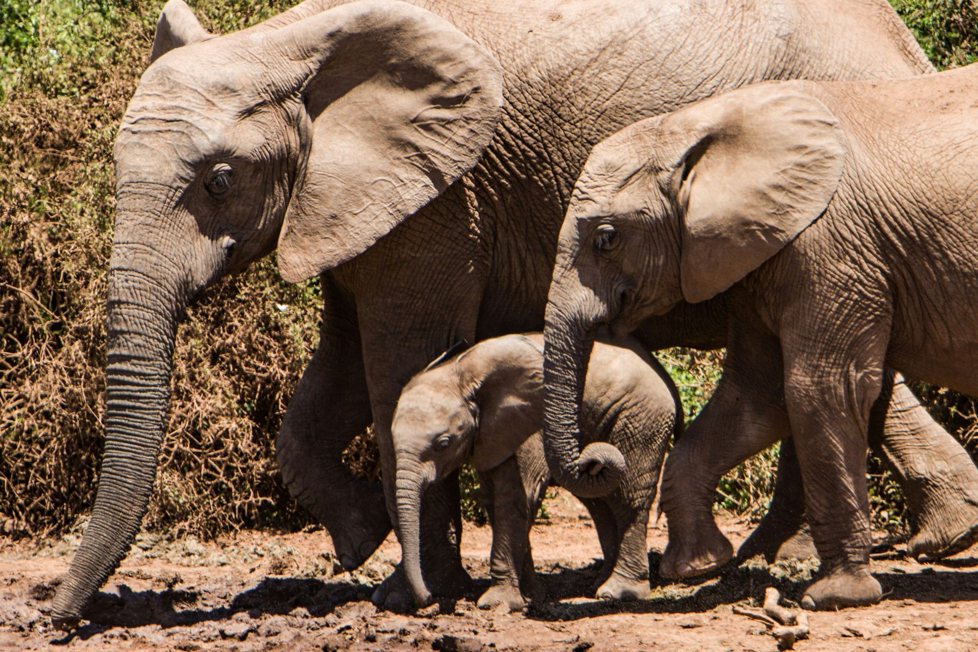 A family of elephants walking, including a baby, on a brown dirt path in Addo Elephant National Park, South Africa.