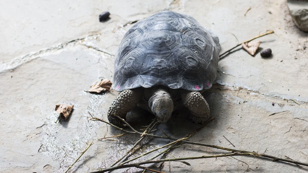 A turtle is laying on its back on the ground in the Galapagos.