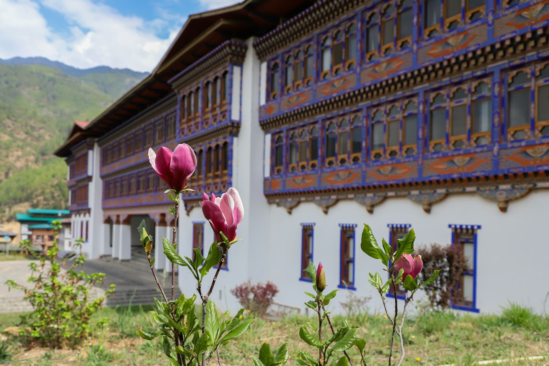 Magnolia flowers bloom in front of a white building with ornate, colorful Bhutanese architecture.