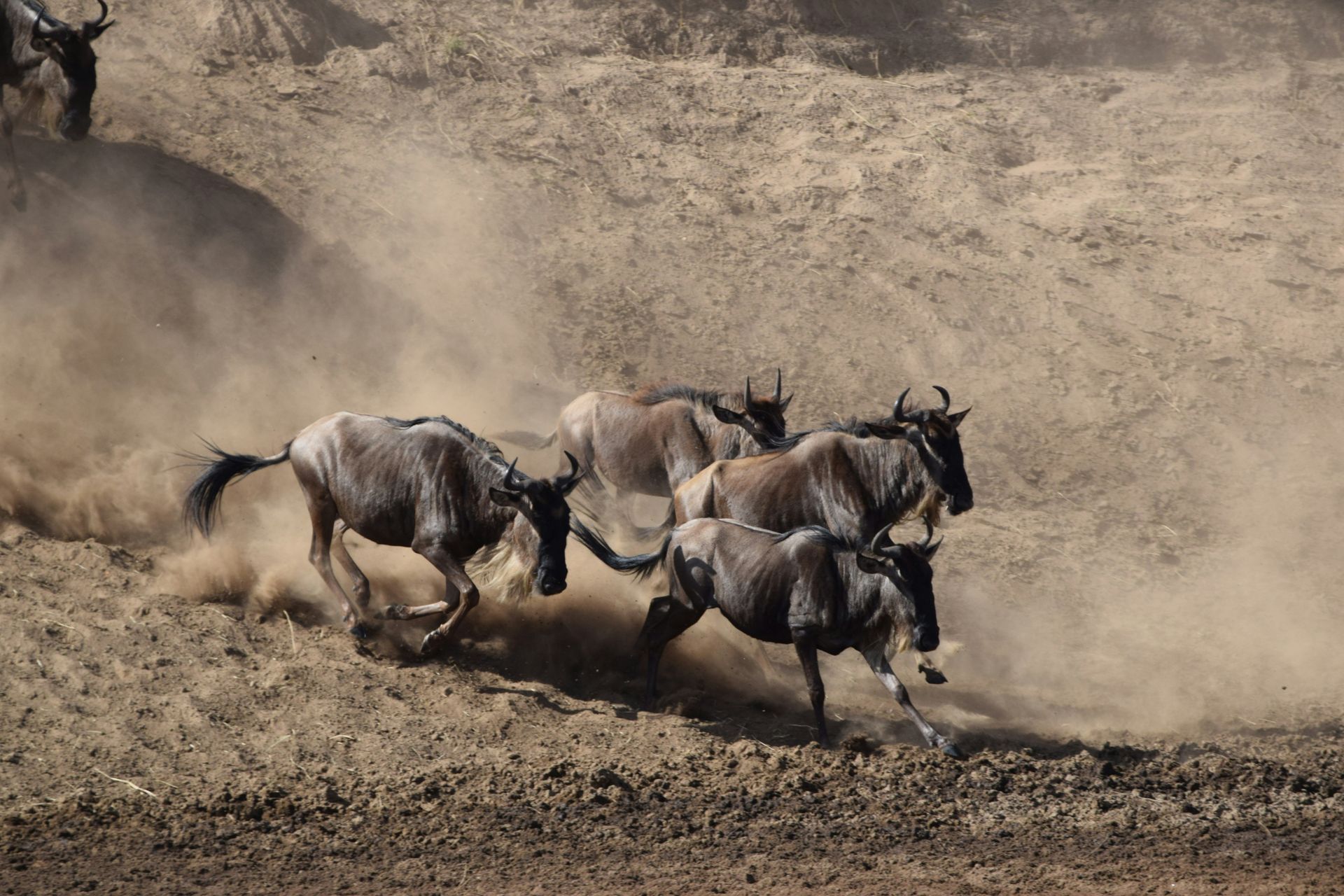 Wildebeest running through the dusty savanna during the great migration in Serengeti National Park, Tanzania.