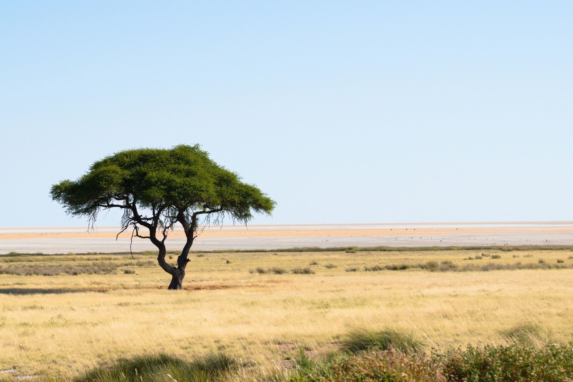 Tree in African savanna, blue sky, yellow grass, and dry plain in Etosha National Park, Namibia.