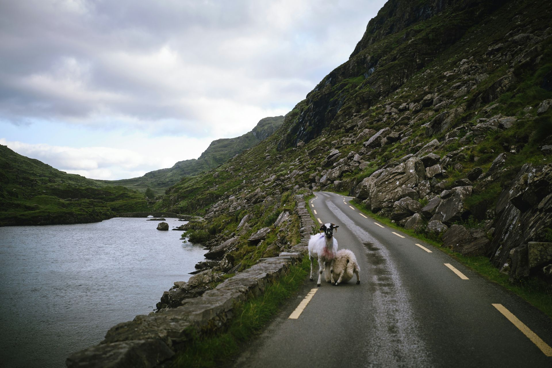 Sheep on a wet road next to a lake and steep, rocky hillside on the Ring of Kerry, Ireland.