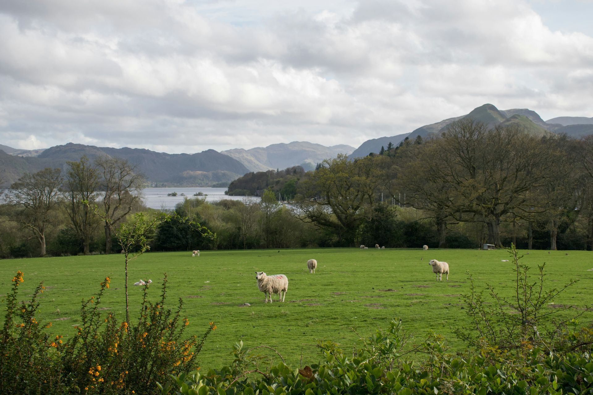 Green field with sheep, trees, and mountains with a lake under a cloudy sky in the Lake District, England.