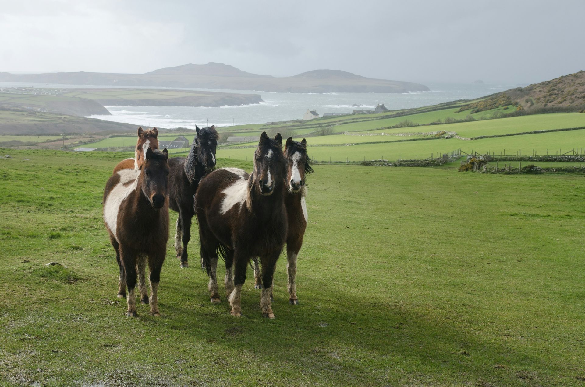 Horses grazing in a green field, with a coastal landscape in the background in Pembrokeshire, Wales.