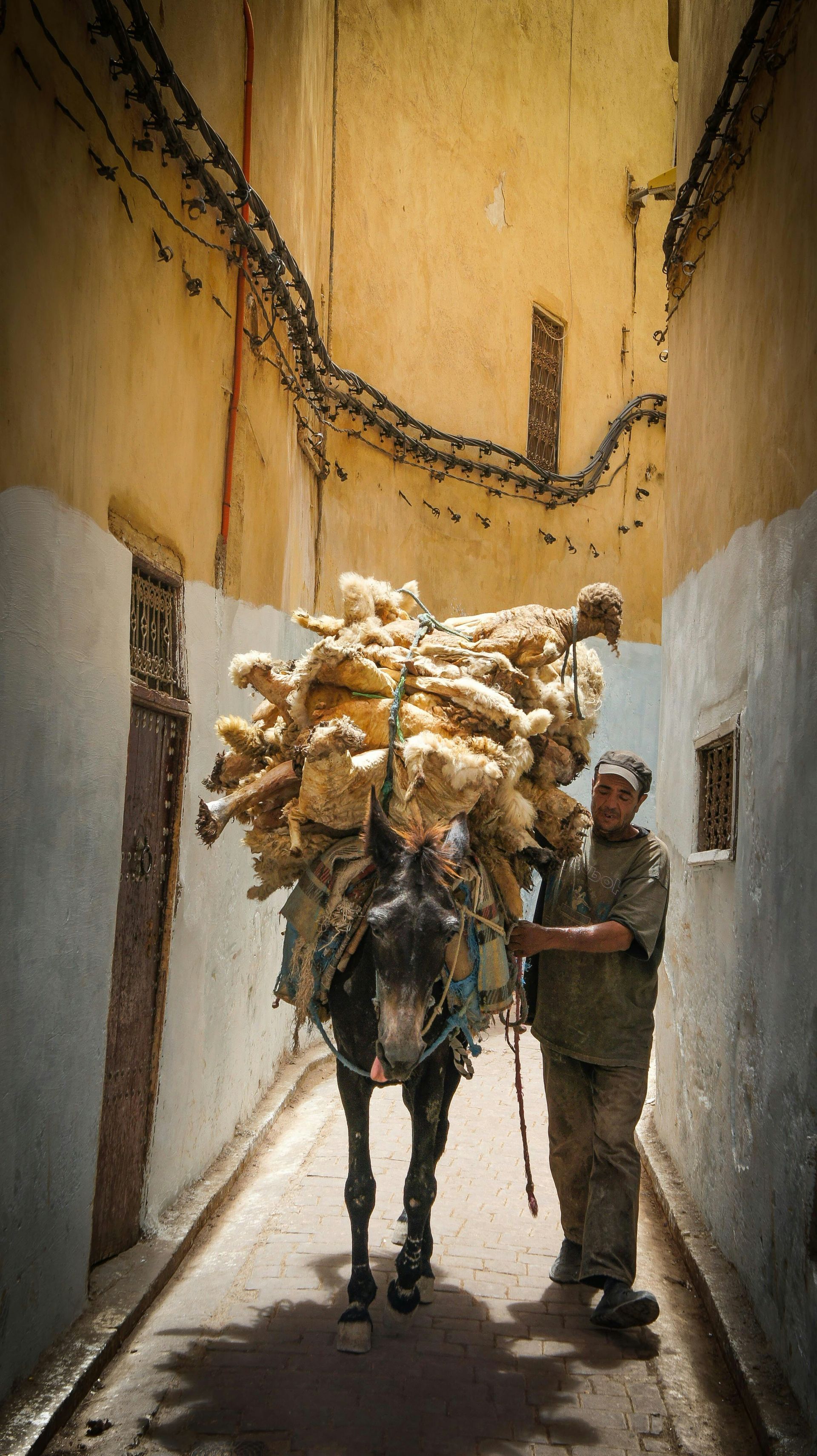 A man is standing next to a donkey with a large load on its back in Fes, Morocco.