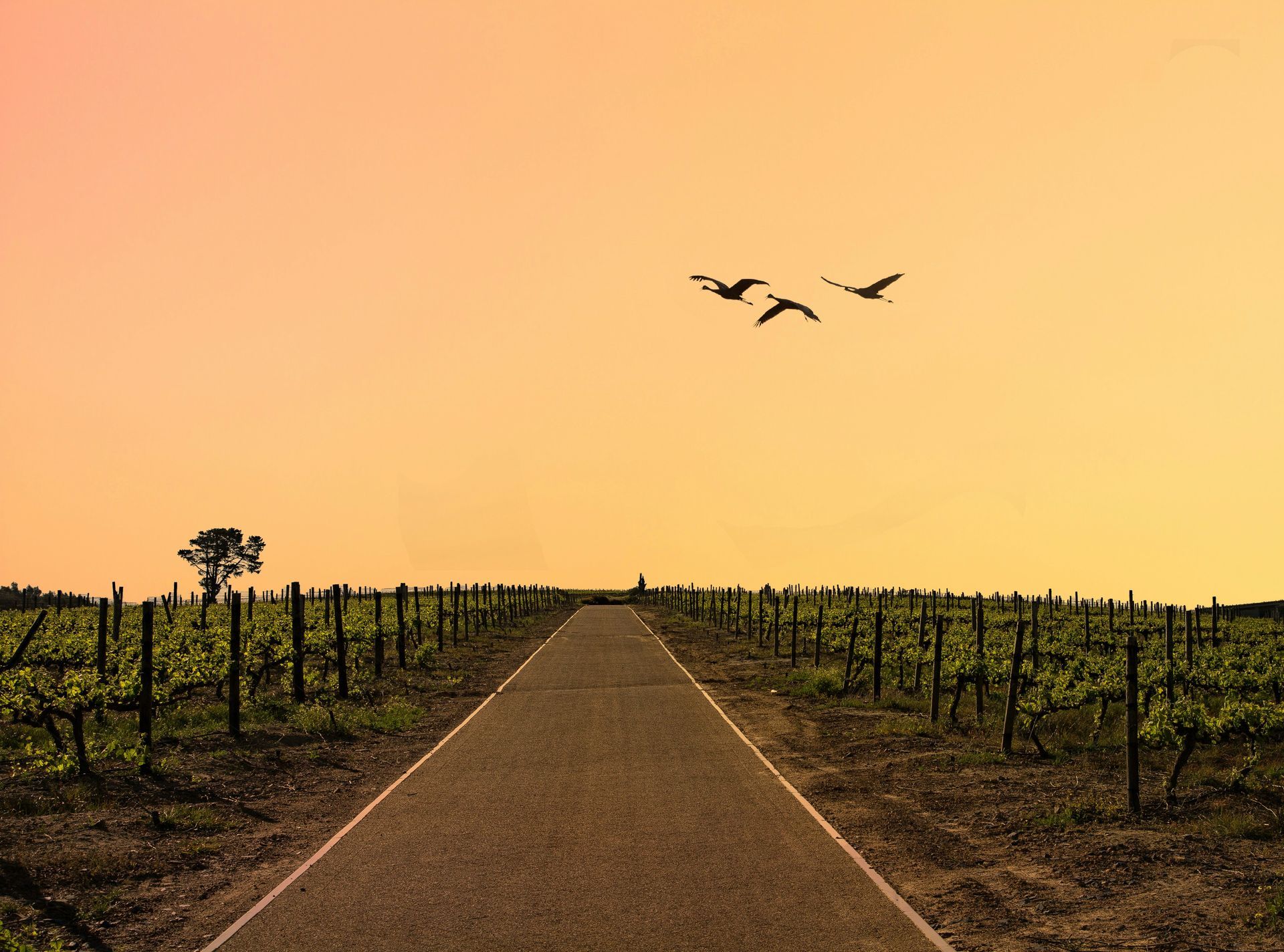 Path through a vineyard under a colorful sunset, with three birds flying overhead in Stellenbosch, South Africa.