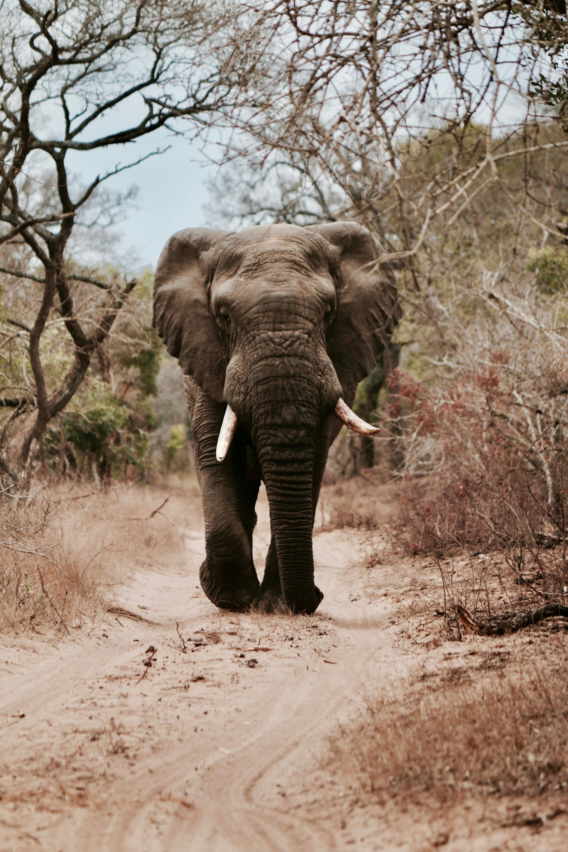 An elephant is walking down a dirt road in the wild.