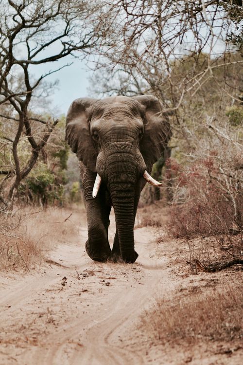 An elephant is walking down a dirt road in the wild.