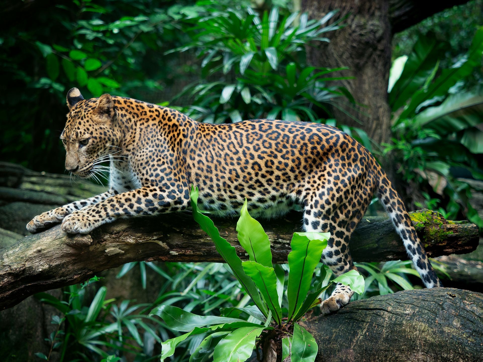 A Jaguar rests on a tree branch in a lush green jungle. It is brown with black spots in the Osa Peninsula, Costa Rica.
