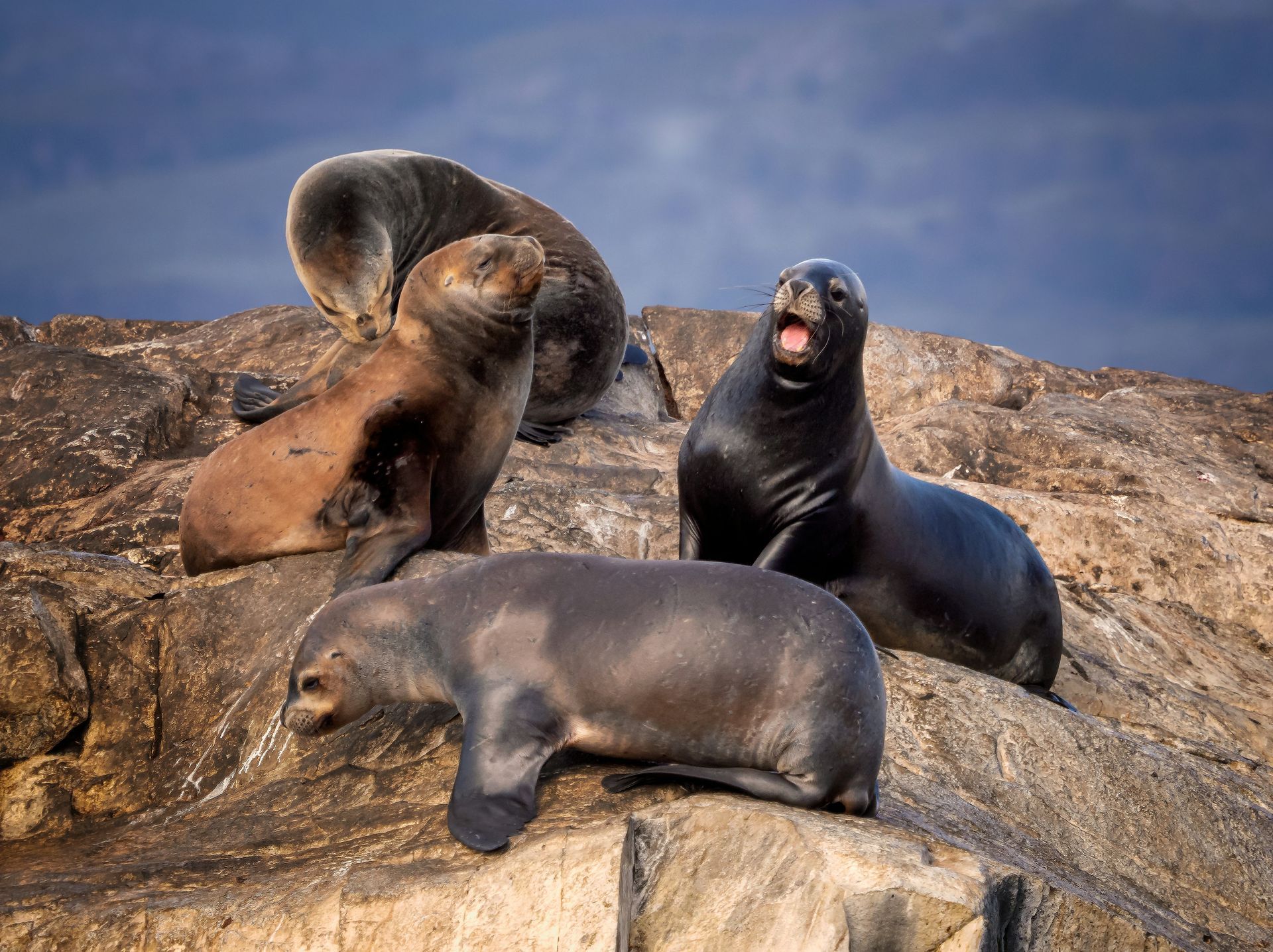 Sea lions on a rocky outcrop, some dark brown, others grey, one yawning, under a partly cloudy sky in Ushuaia, Argentina.