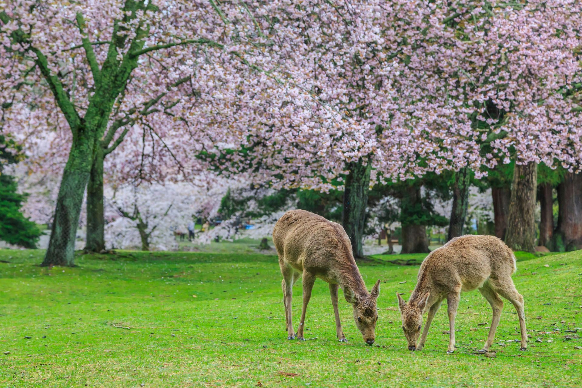 Two deer graze on green grass under blooming cherry blossom trees in Nara, Japan.