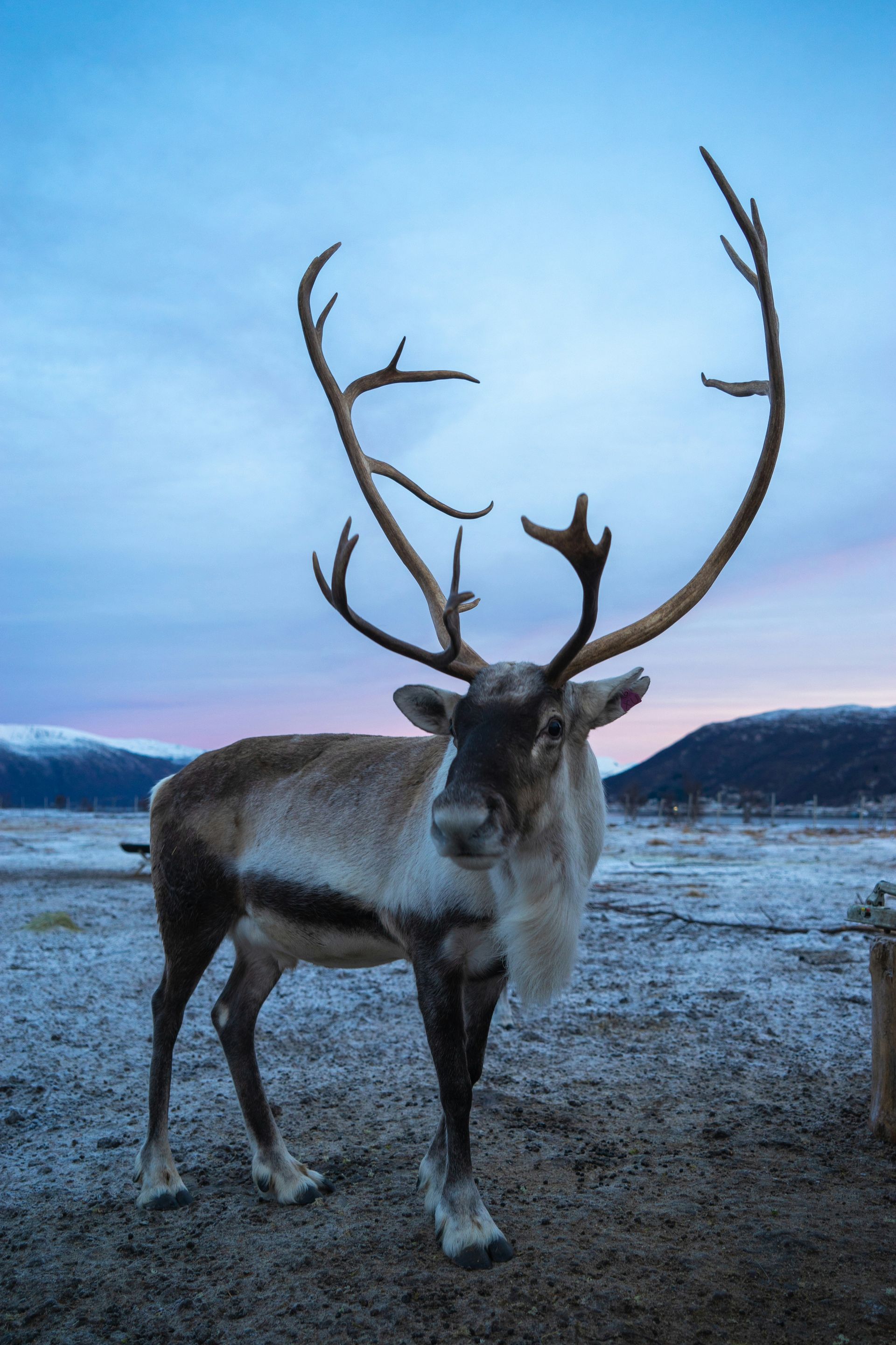Reindeer standing in a snowy field at dusk, large antlers, gazing forward in Tromsø, Norway.