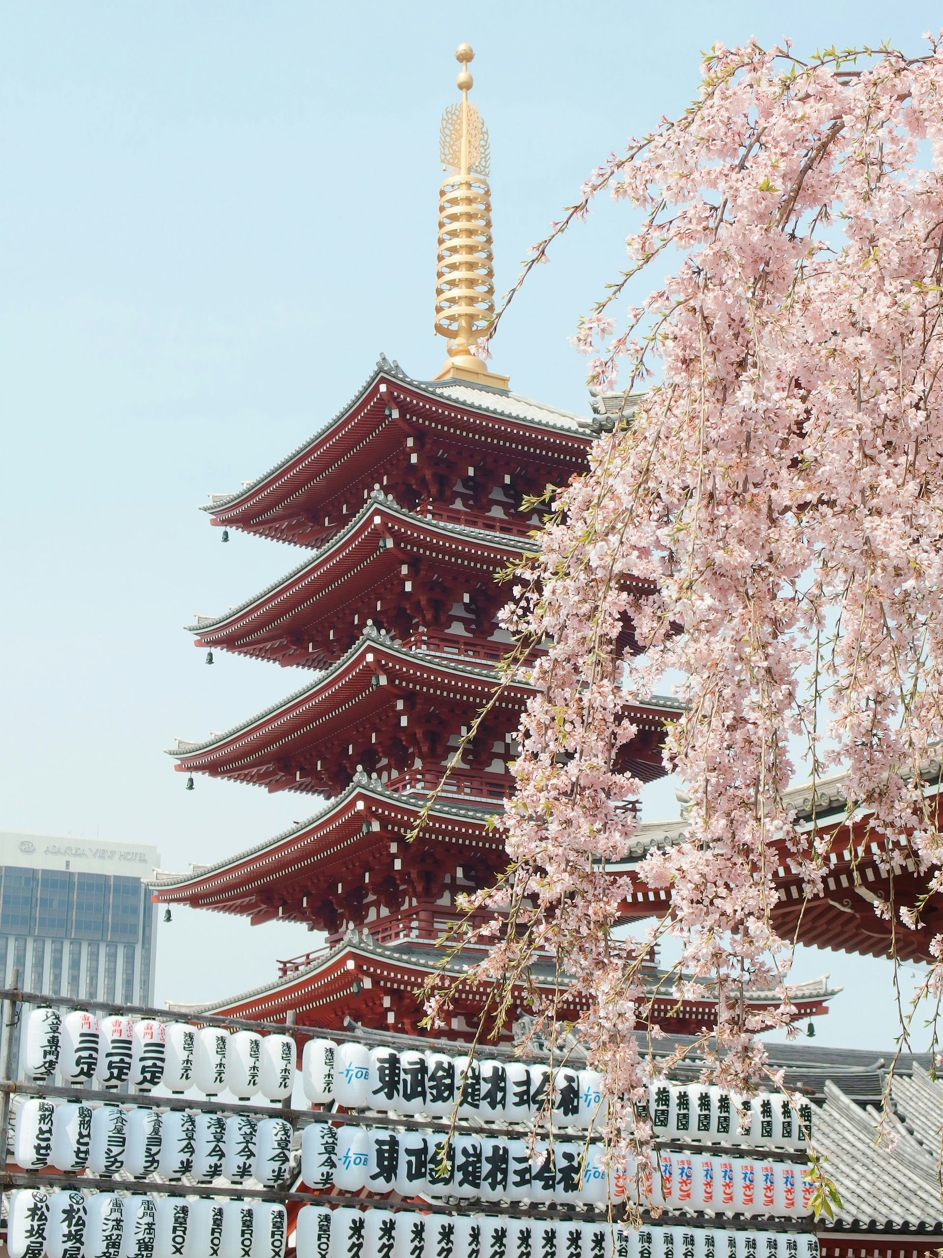 A pagoda with a cherry blossom tree in front of it