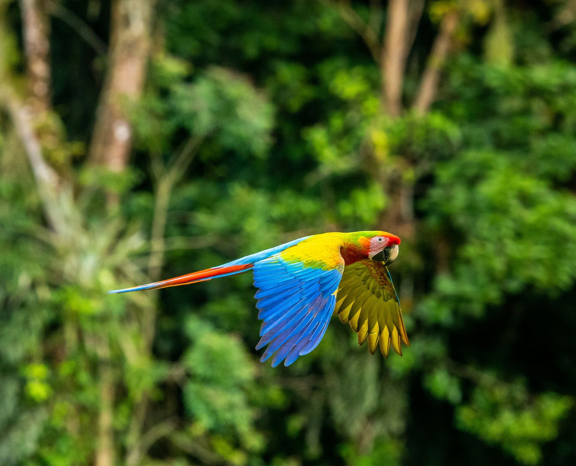 A vibrant macaw with yellow, blue, and red plumage flies in front of a blurred green forest in the Osa Peninsula, Costa Rica.