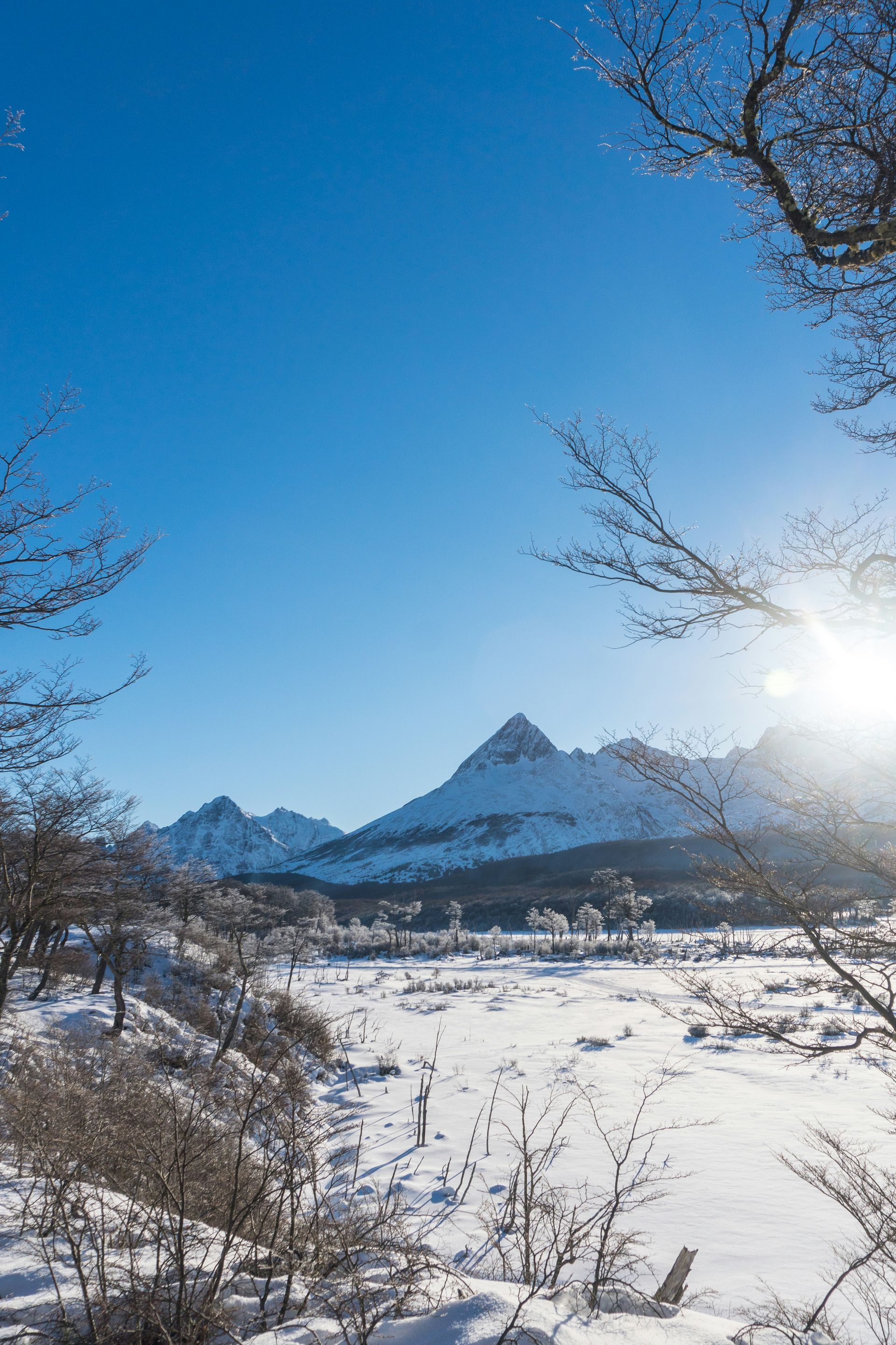 Snowy mountain scene under a bright blue sky, with bare trees in foreground in Ushuaia, Argentina.