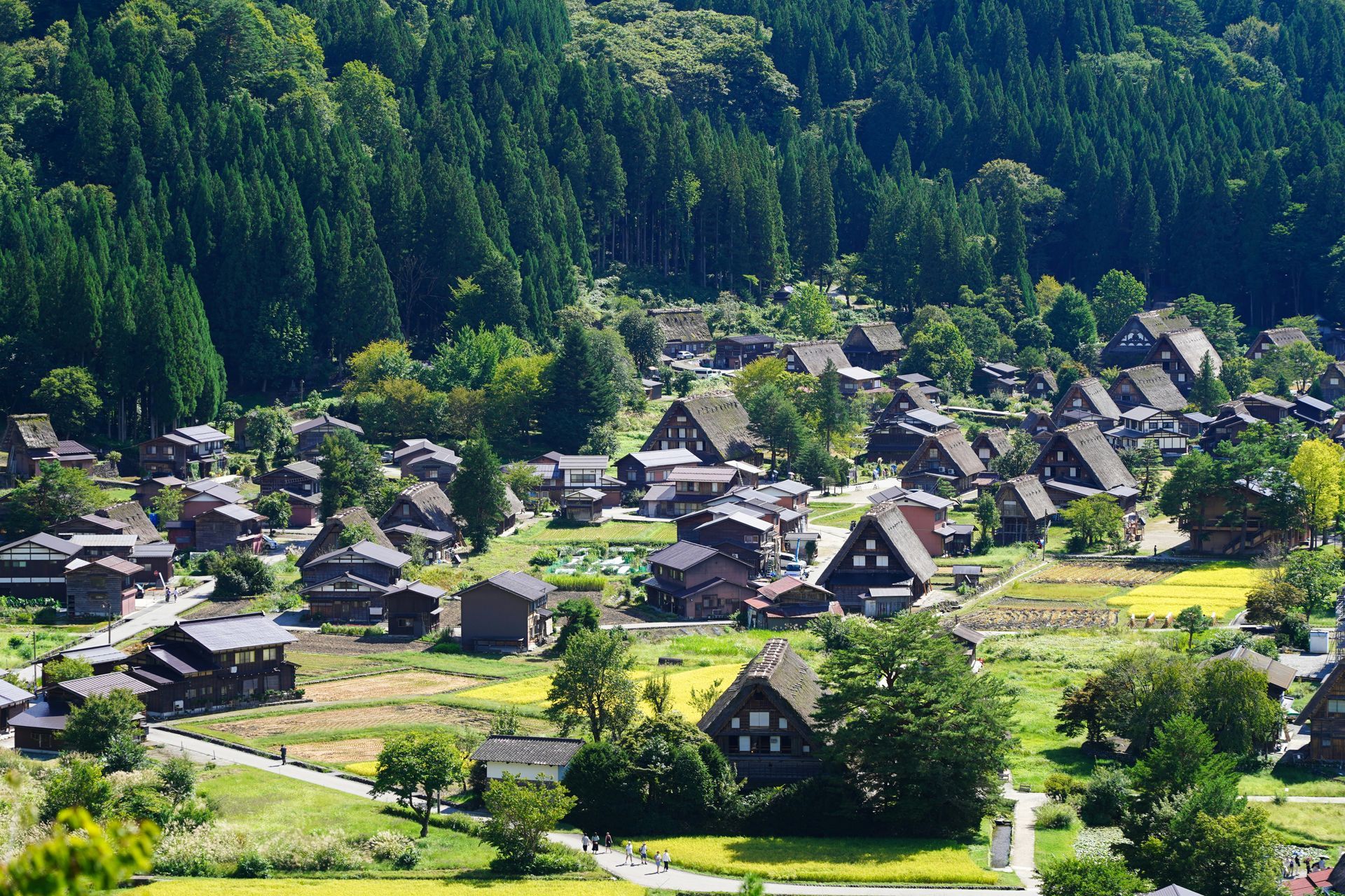 Aerial view of the traditional Japanese village of Shirakawa with thatched-roof houses nestled in a valley in Japan.