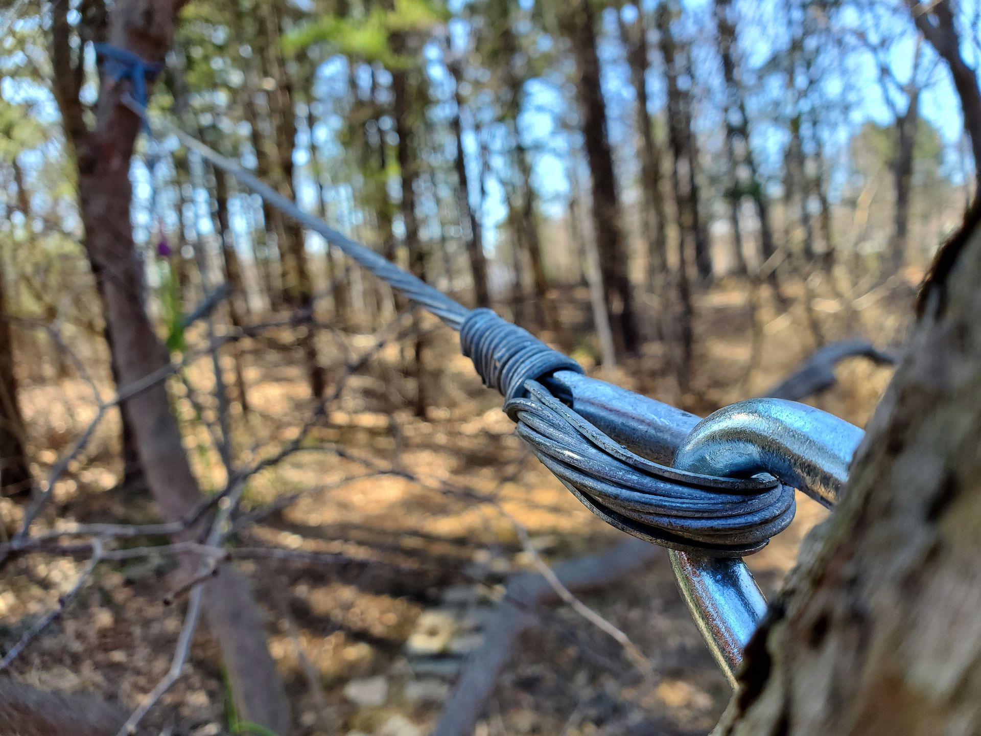 A close up of a rope hanging from a tree in the woods.