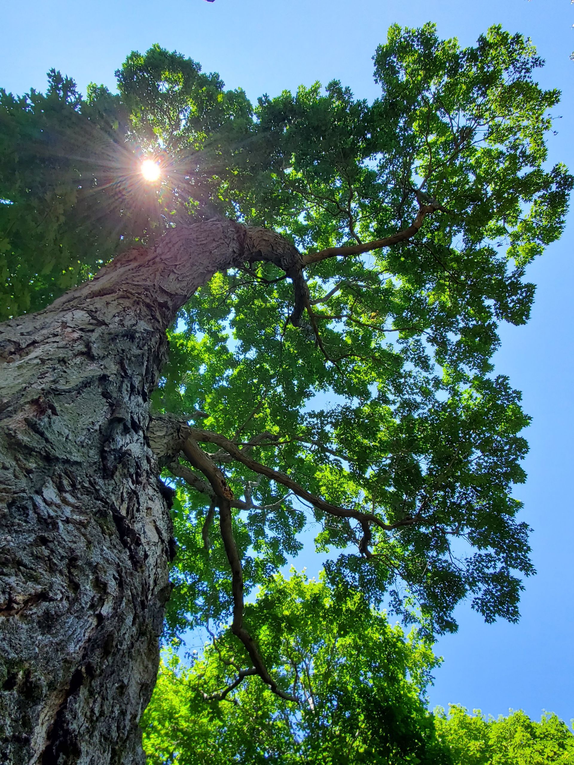 Looking up at a tree with the sun shining through the branches