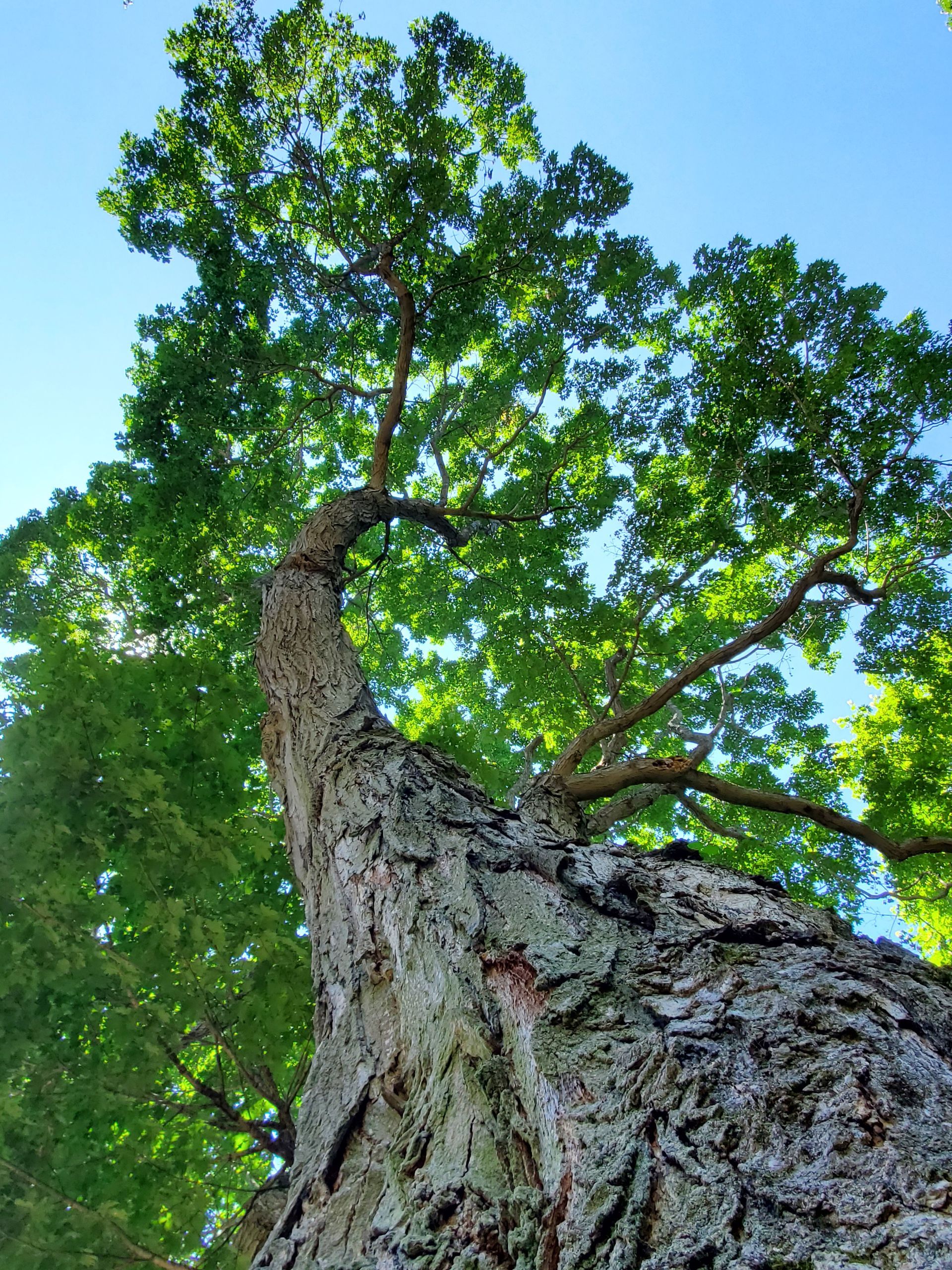 Looking up at a tree with lots of leaves against a blue sky