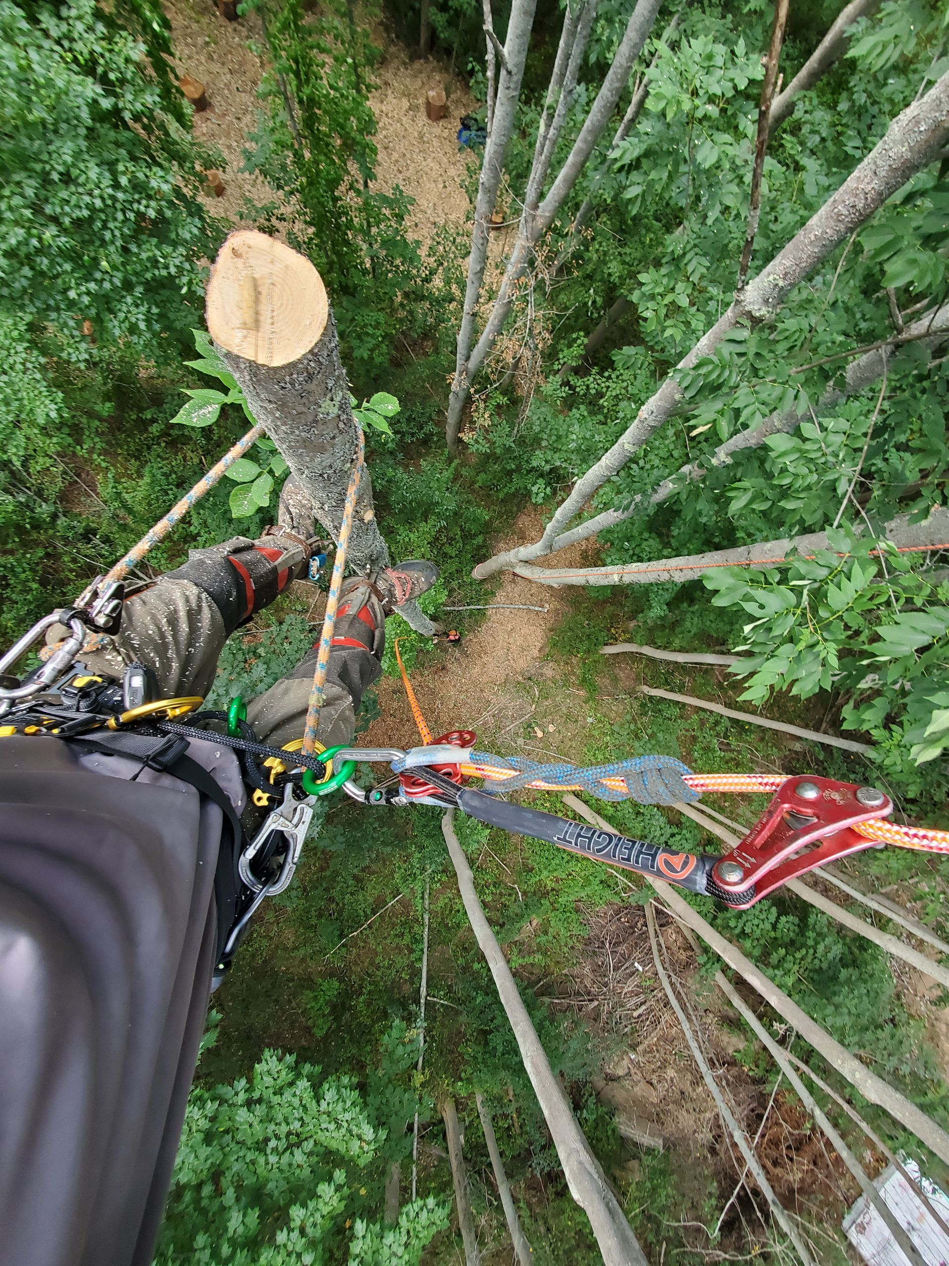 A person is climbing a tree in the woods.