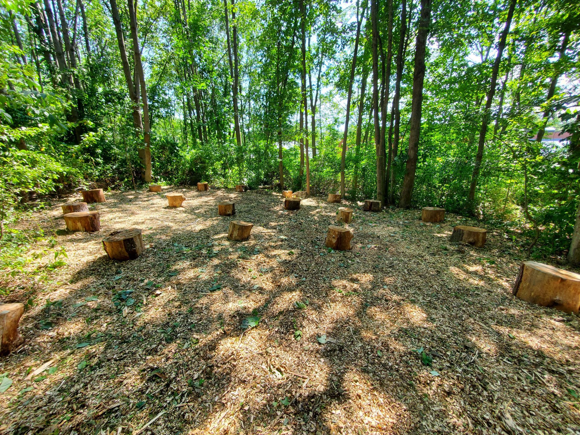 A group of logs are sitting in the middle of a forest.