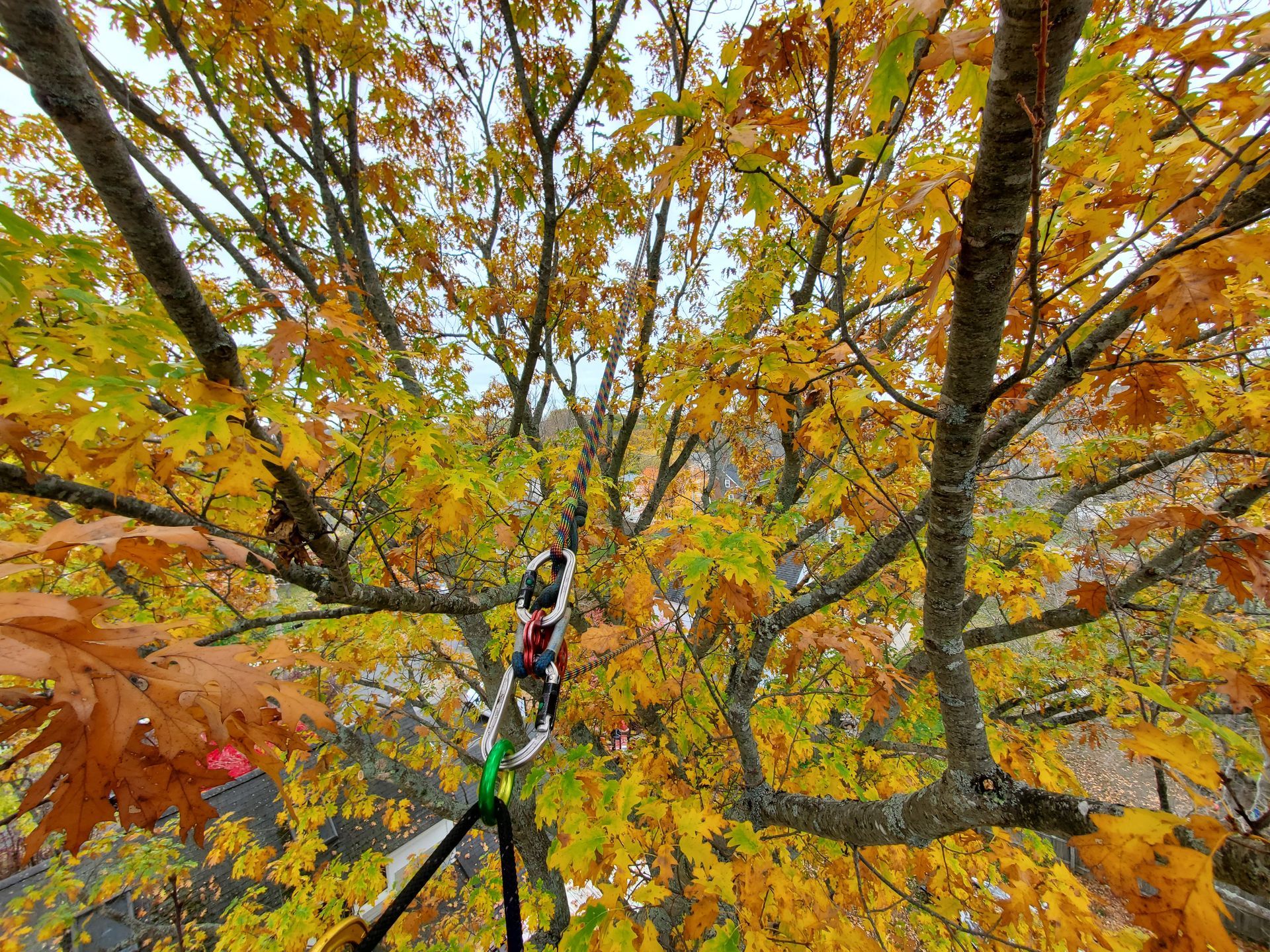 Looking up at a tree with lots of yellow leaves.