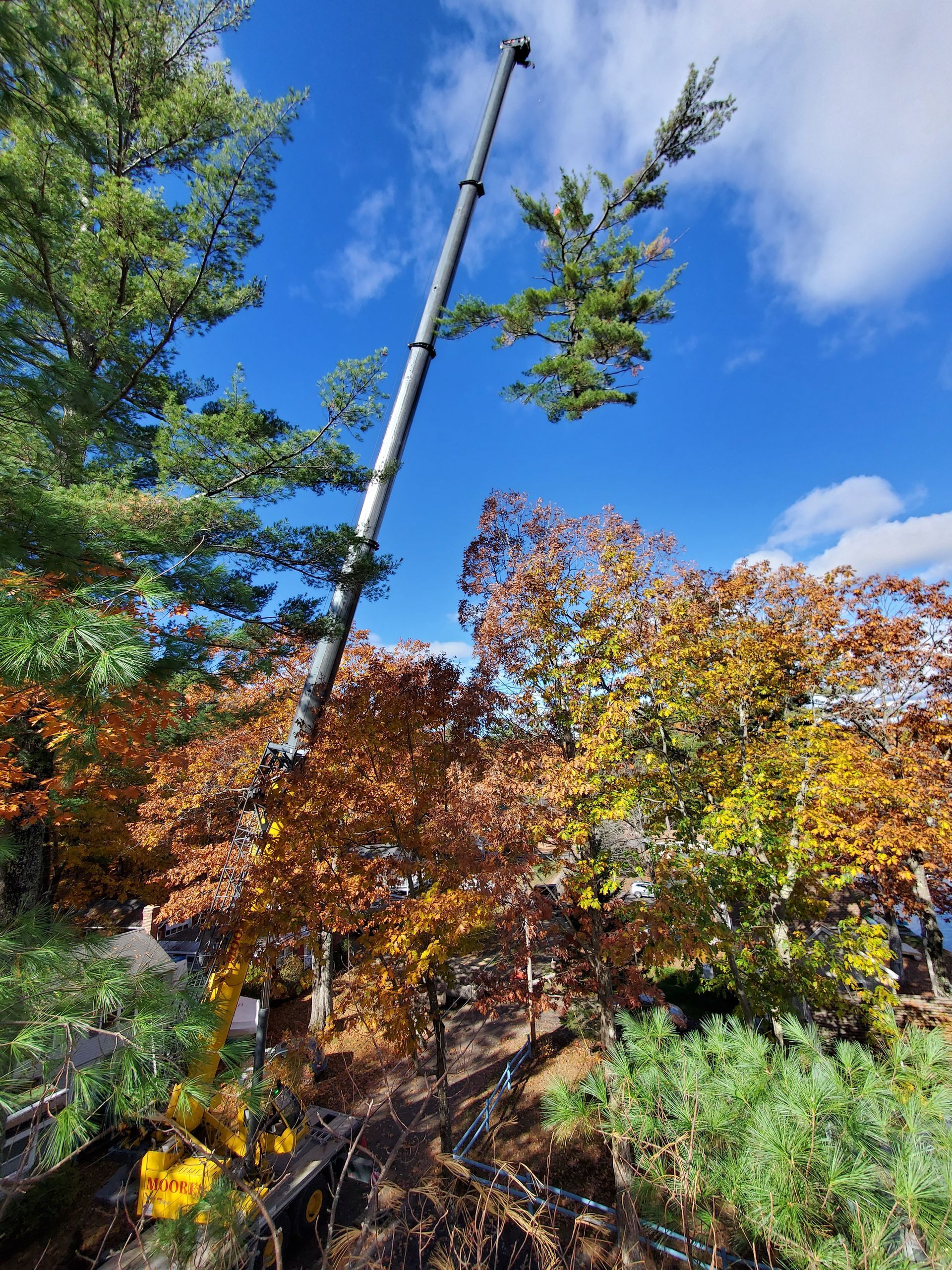 A crane is cutting down a tree in a forest on a sunny day.