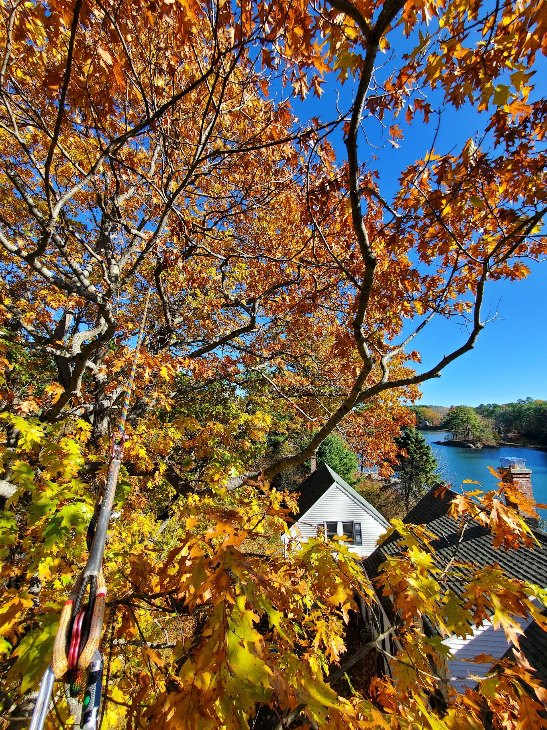 A tree with lots of leaves and a house in the background.