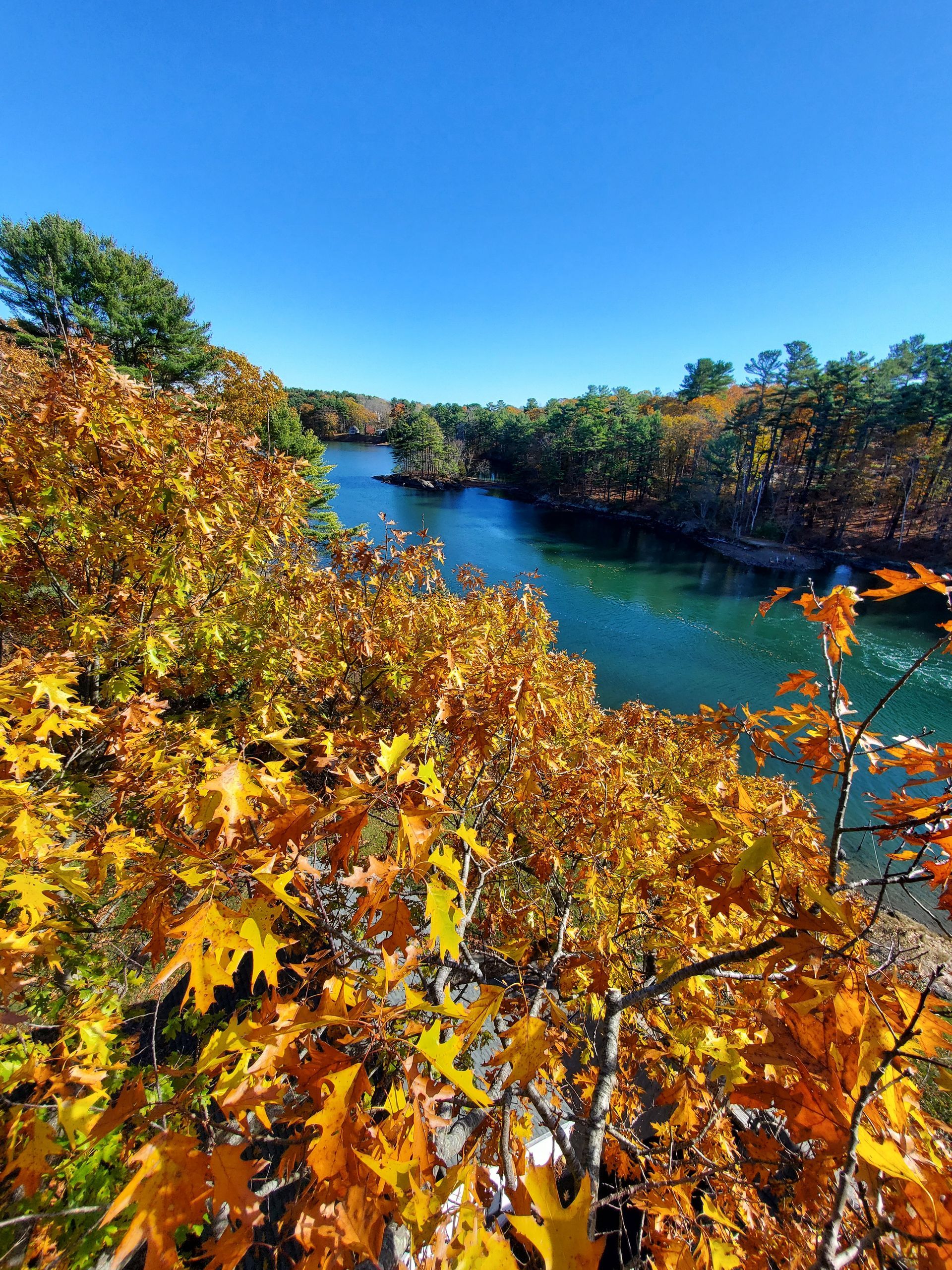 A river surrounded by trees and leaves on a sunny day