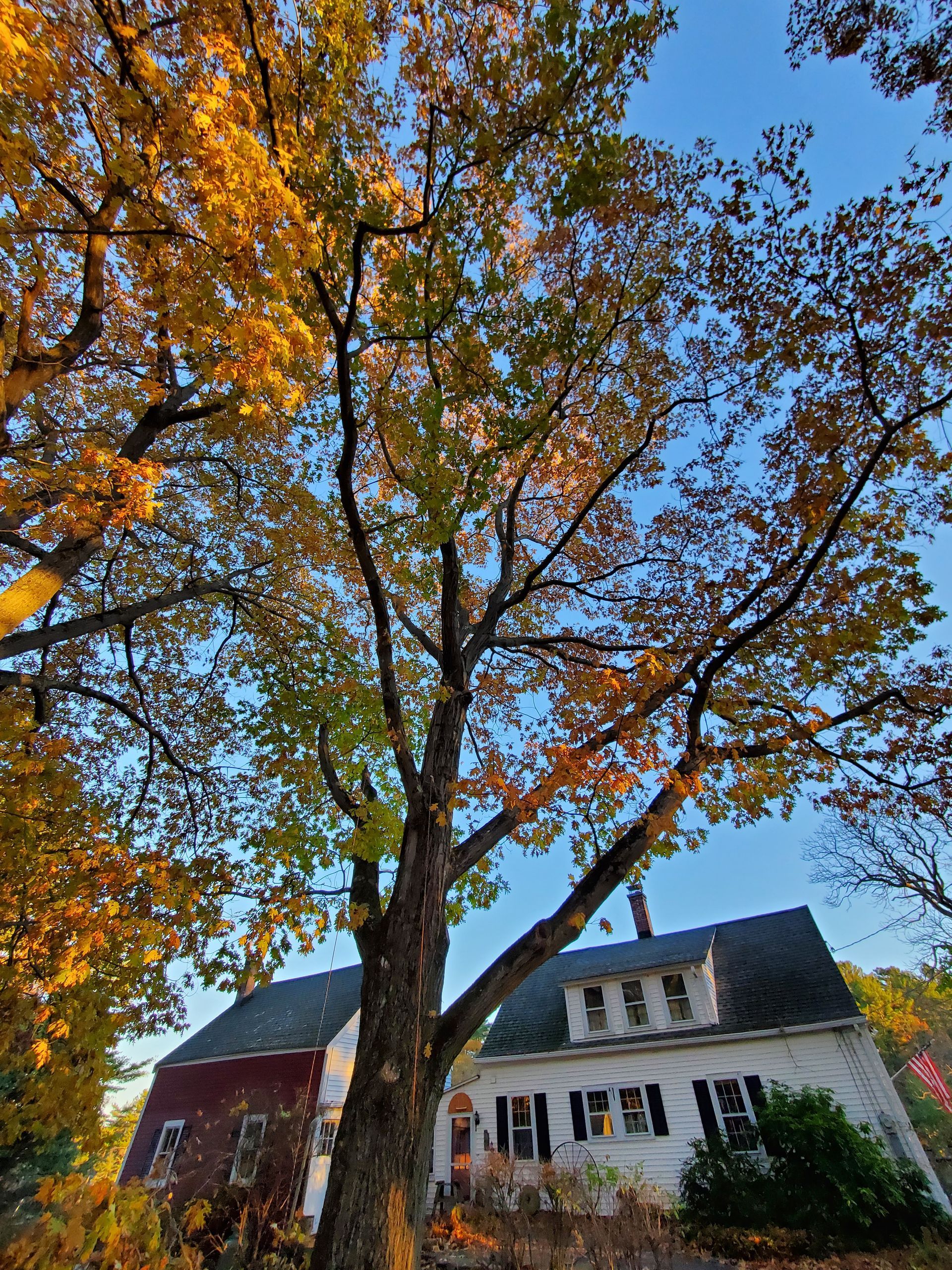 A tree with yellow leaves is in front of a house.