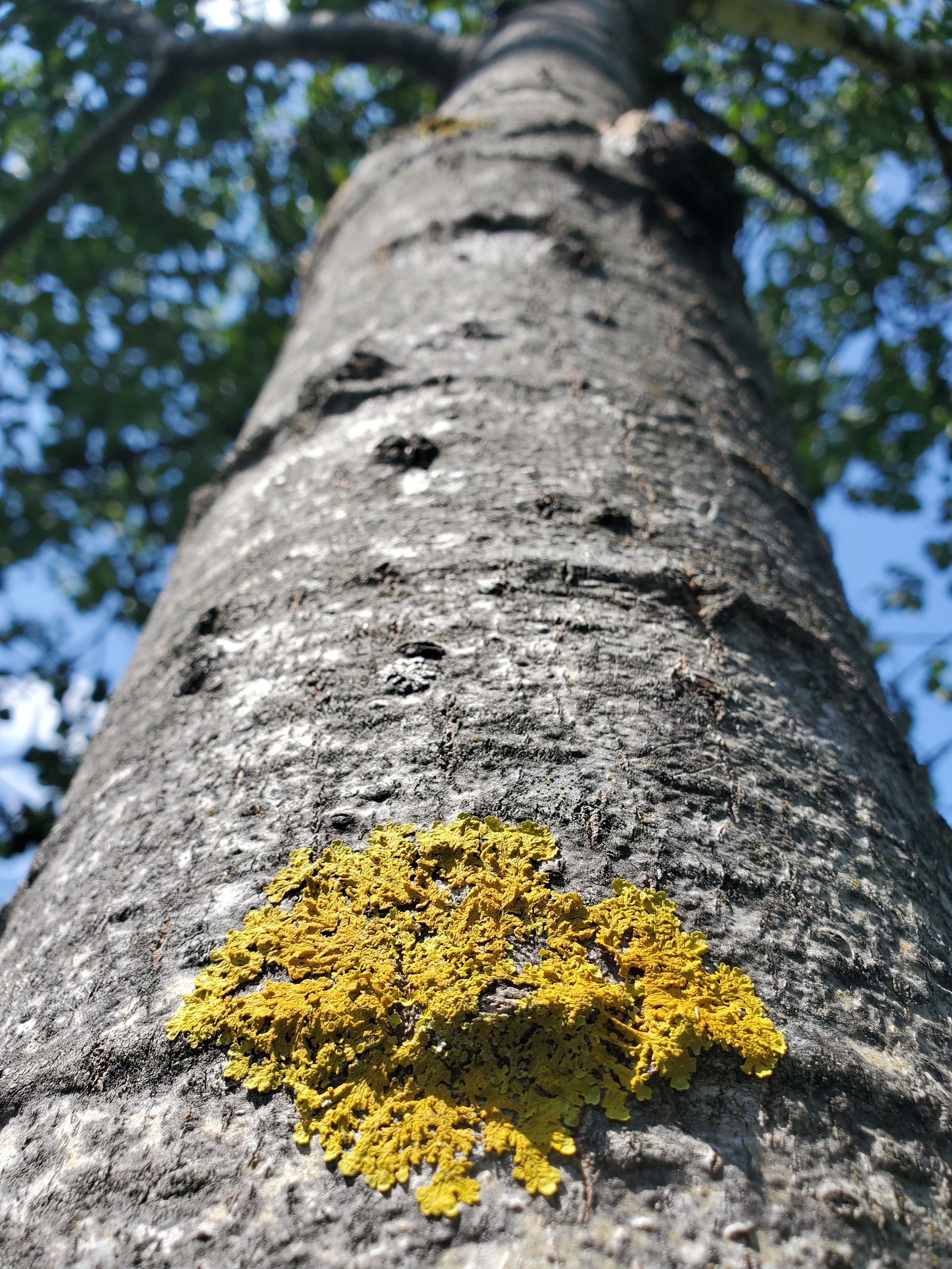 A tree trunk with yellow lichen growing on it